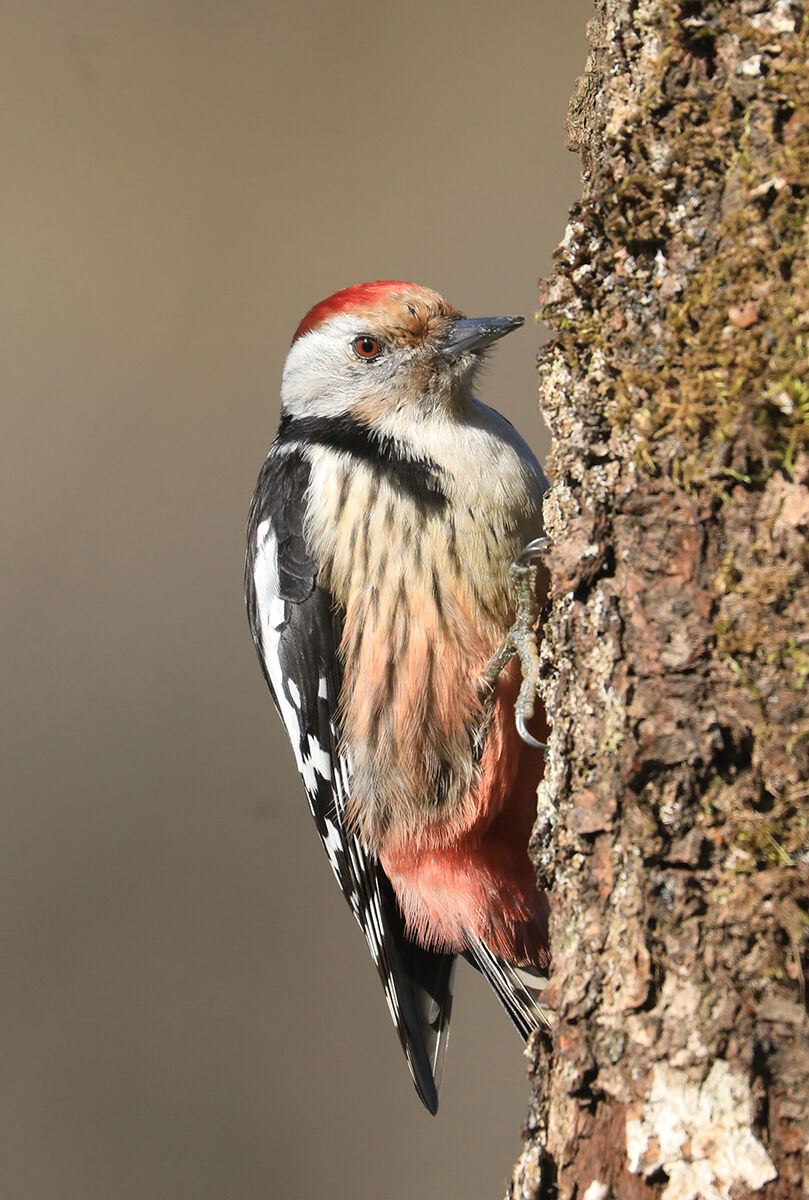 all the colors of the woodpecker mezzano...