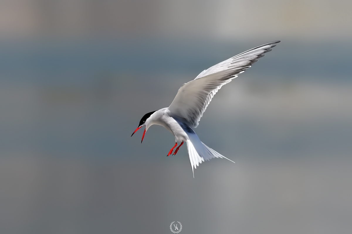 Common tern...