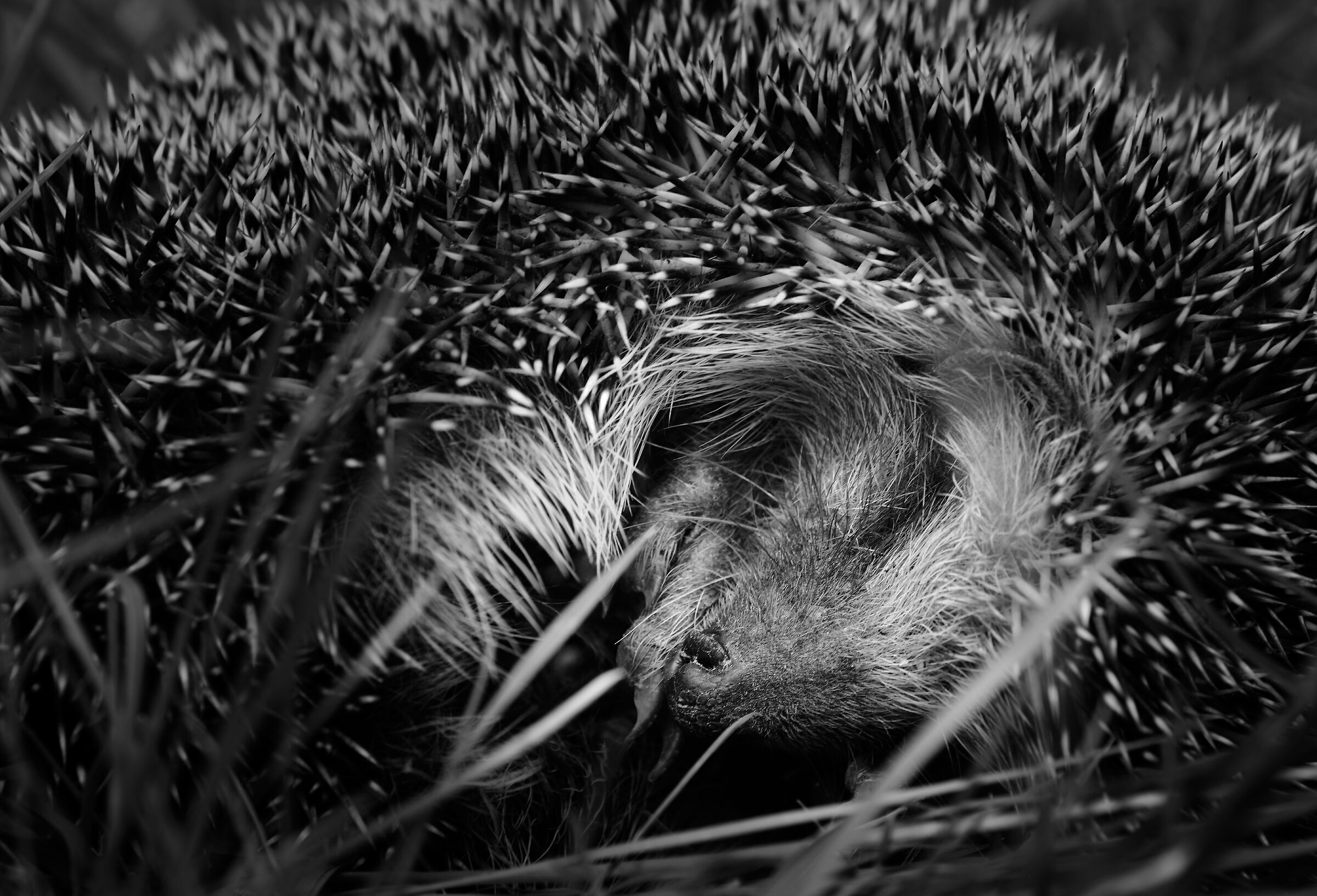 Wildlife in the backyard: sleeping hedgehog 1...