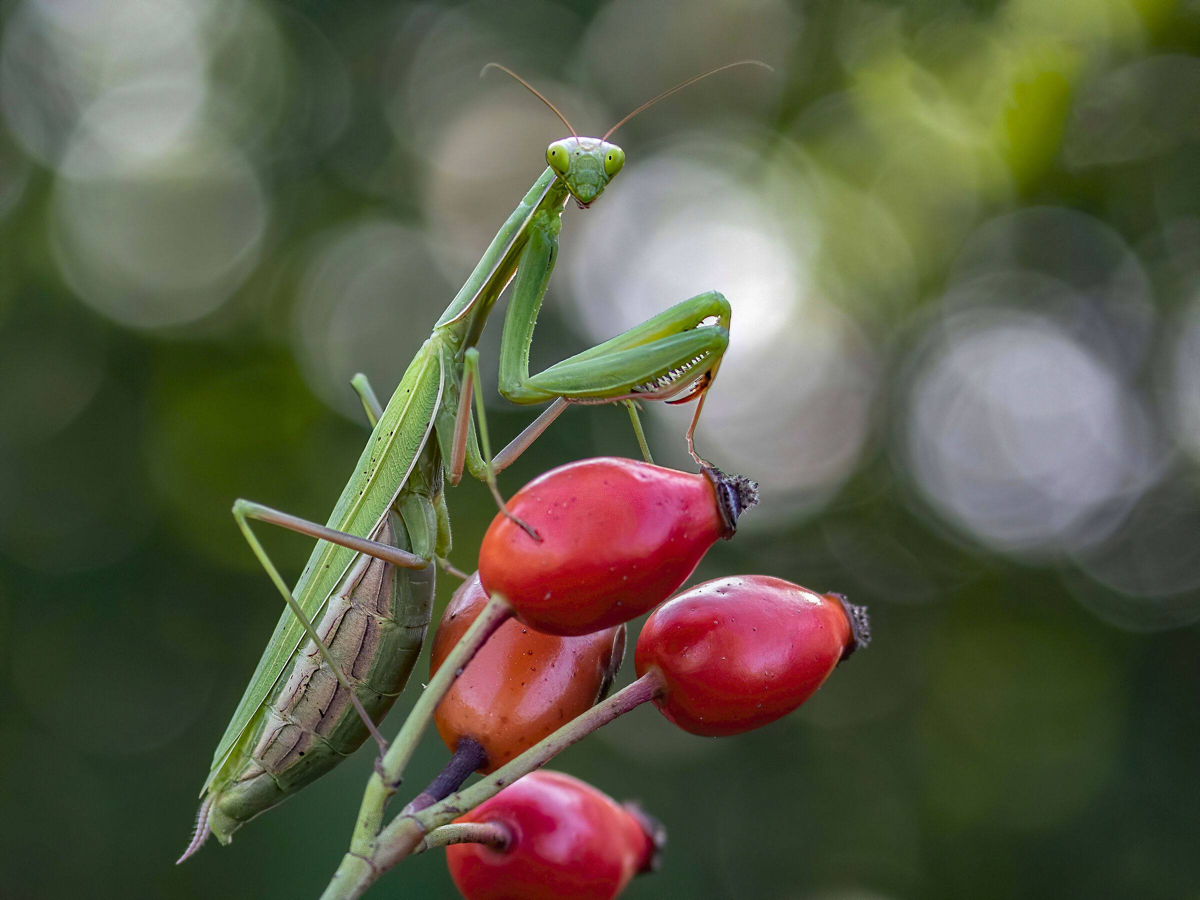 praying mantis on rosehip berries....