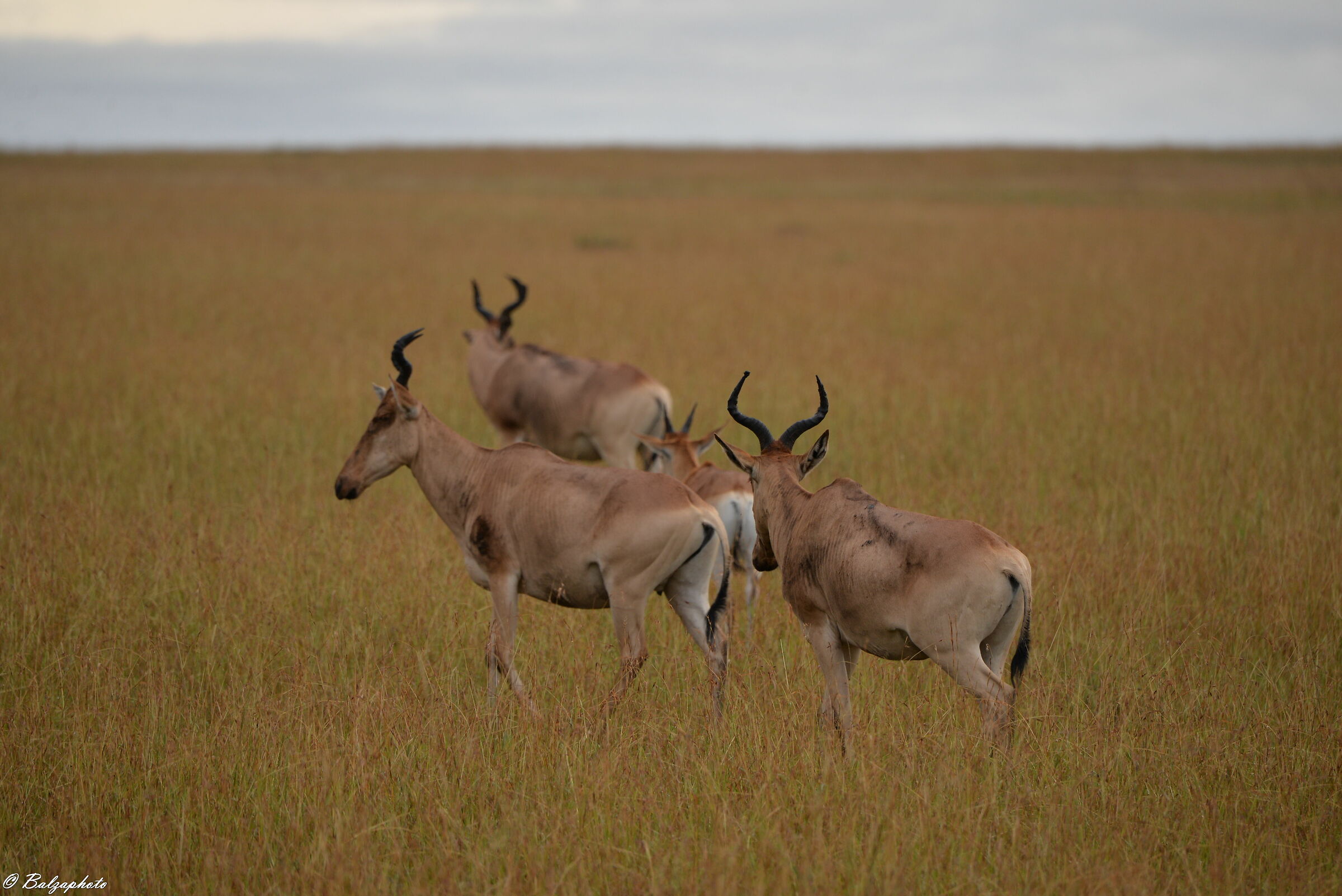 Ancelafo Masai Mara Kenya National Park...
