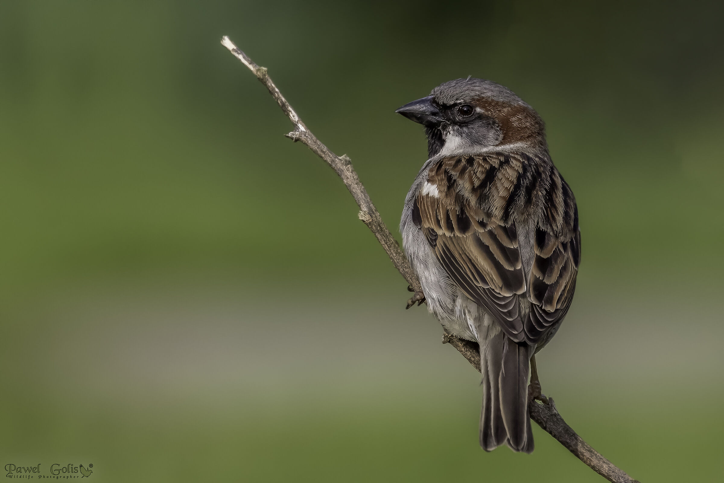 house sparrow (Passer domesticus)...