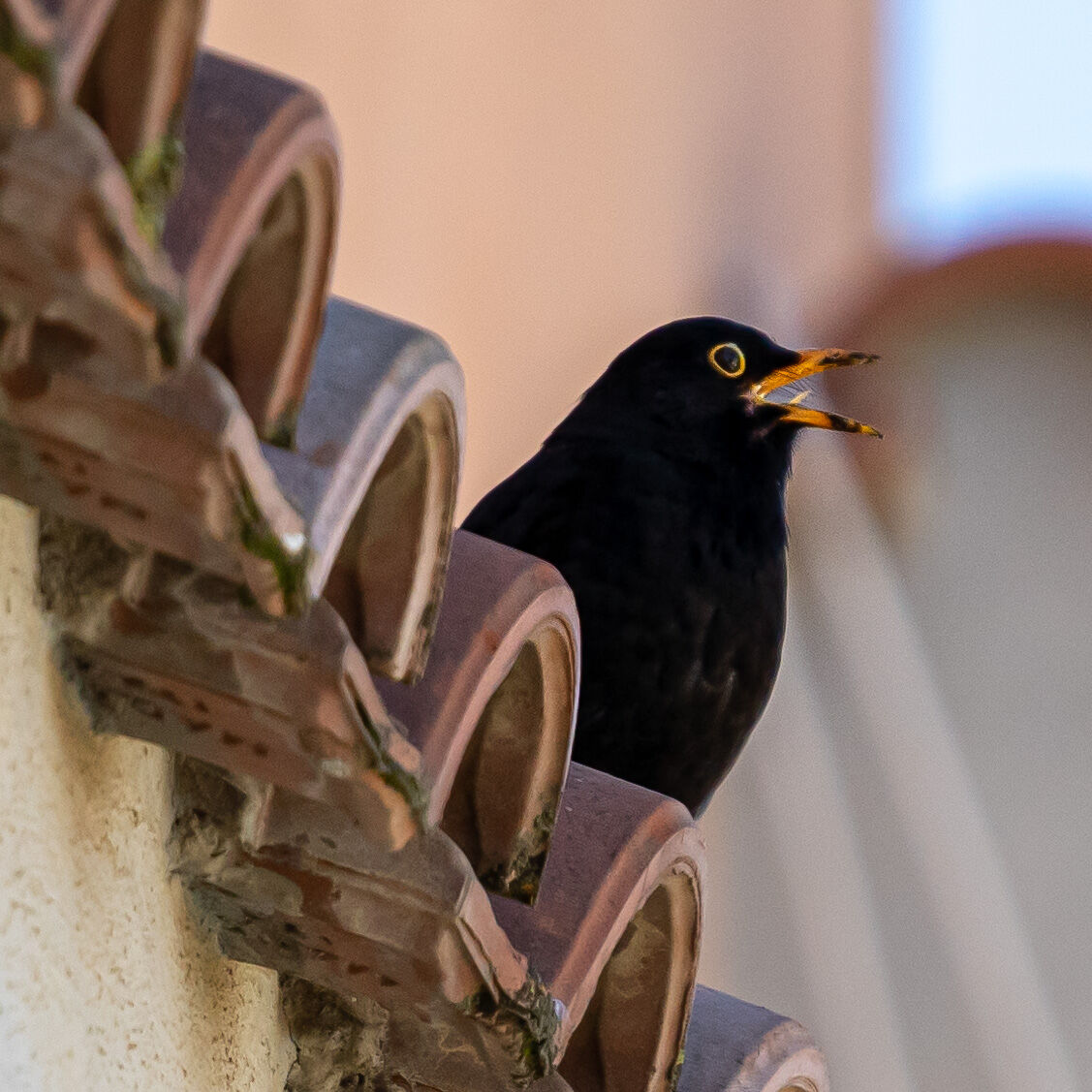 Bird photography during quarantine...