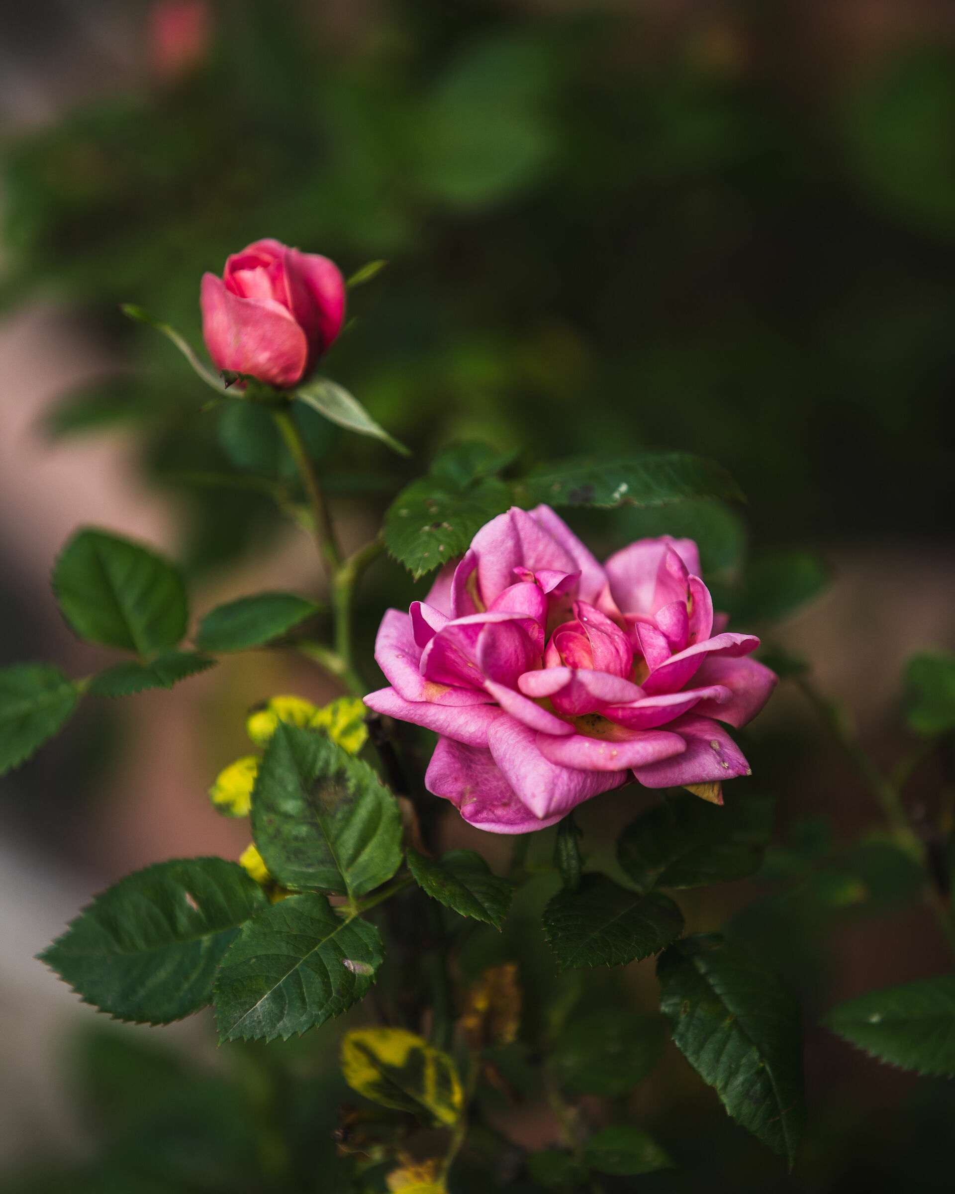 Roses....