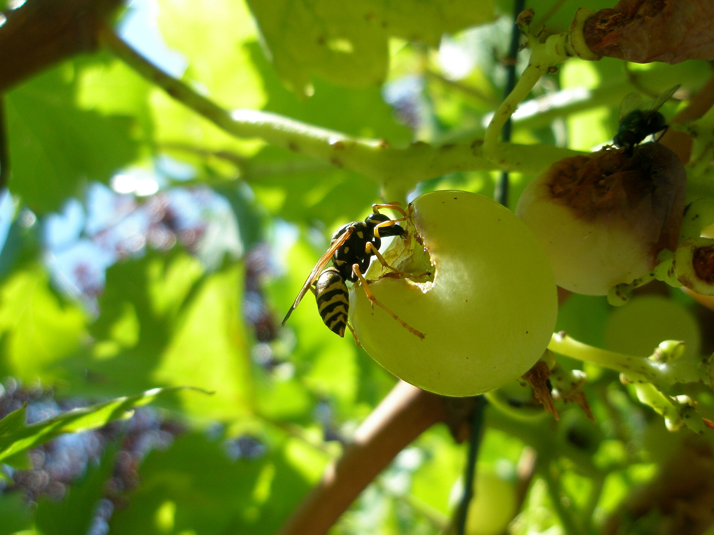 The Wasp and the Grapes...