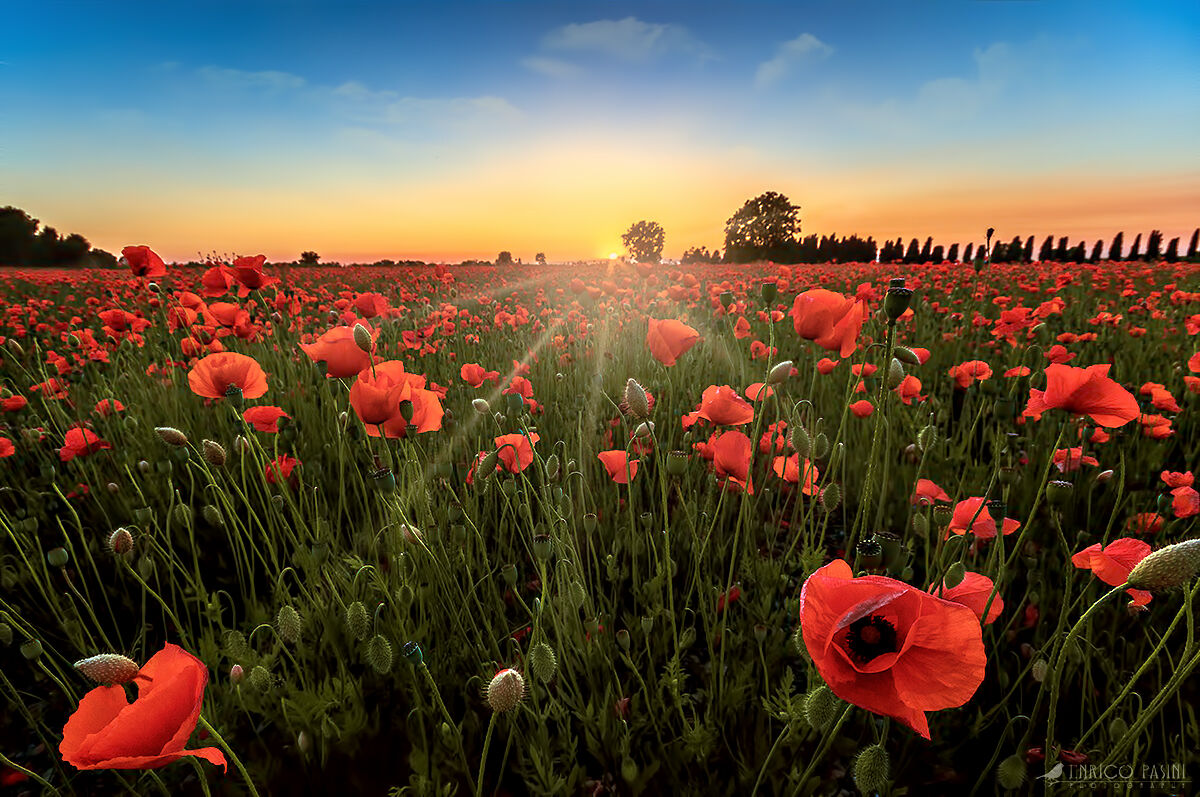 Field of poppies...