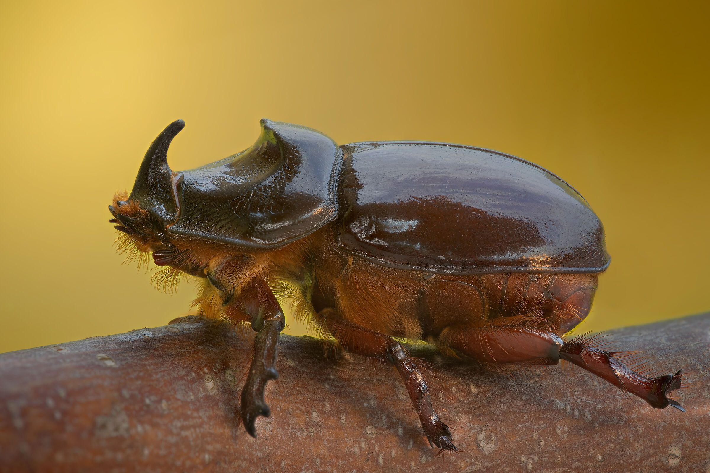 Beetle...