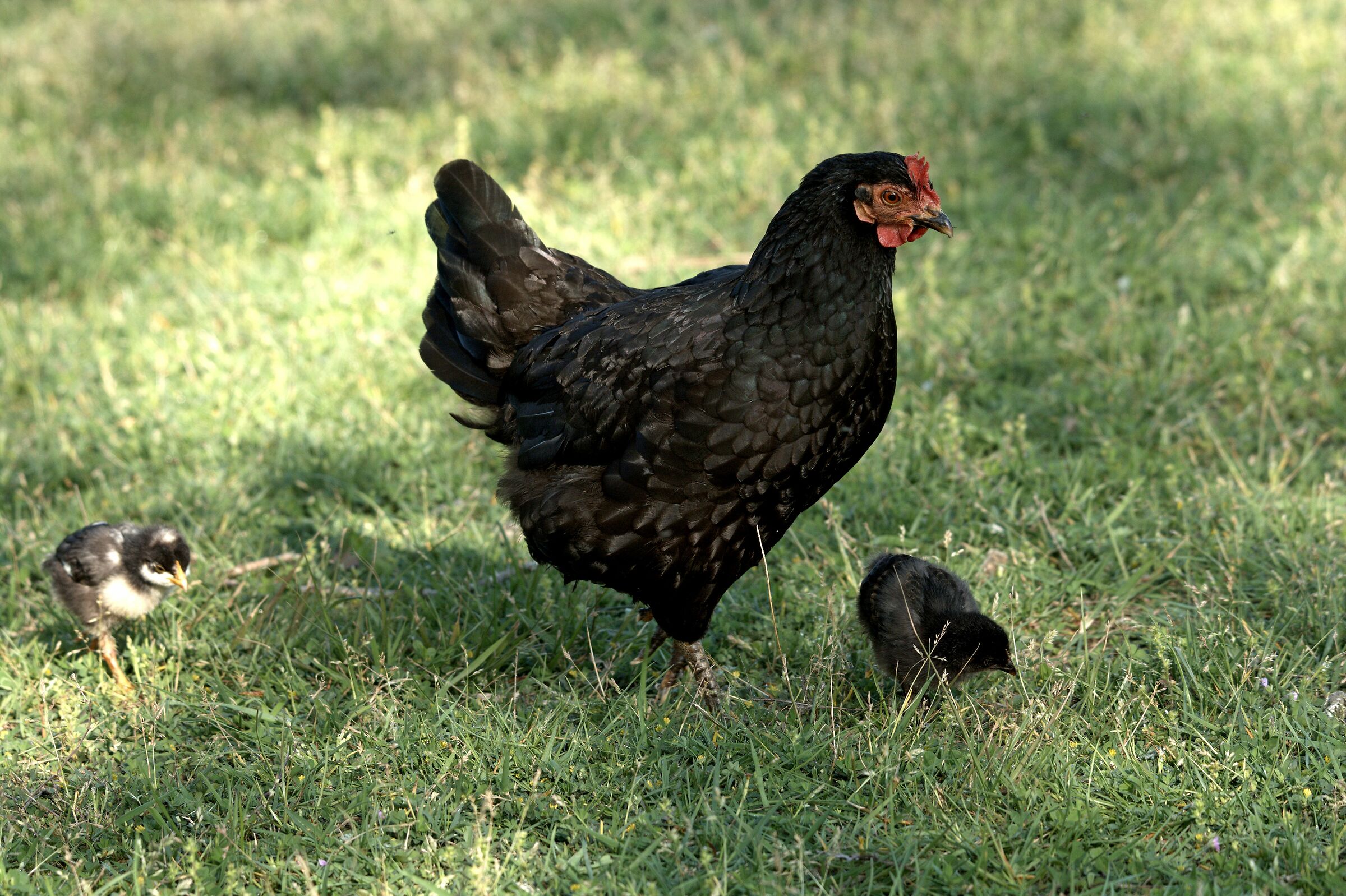 Hen and offspring...