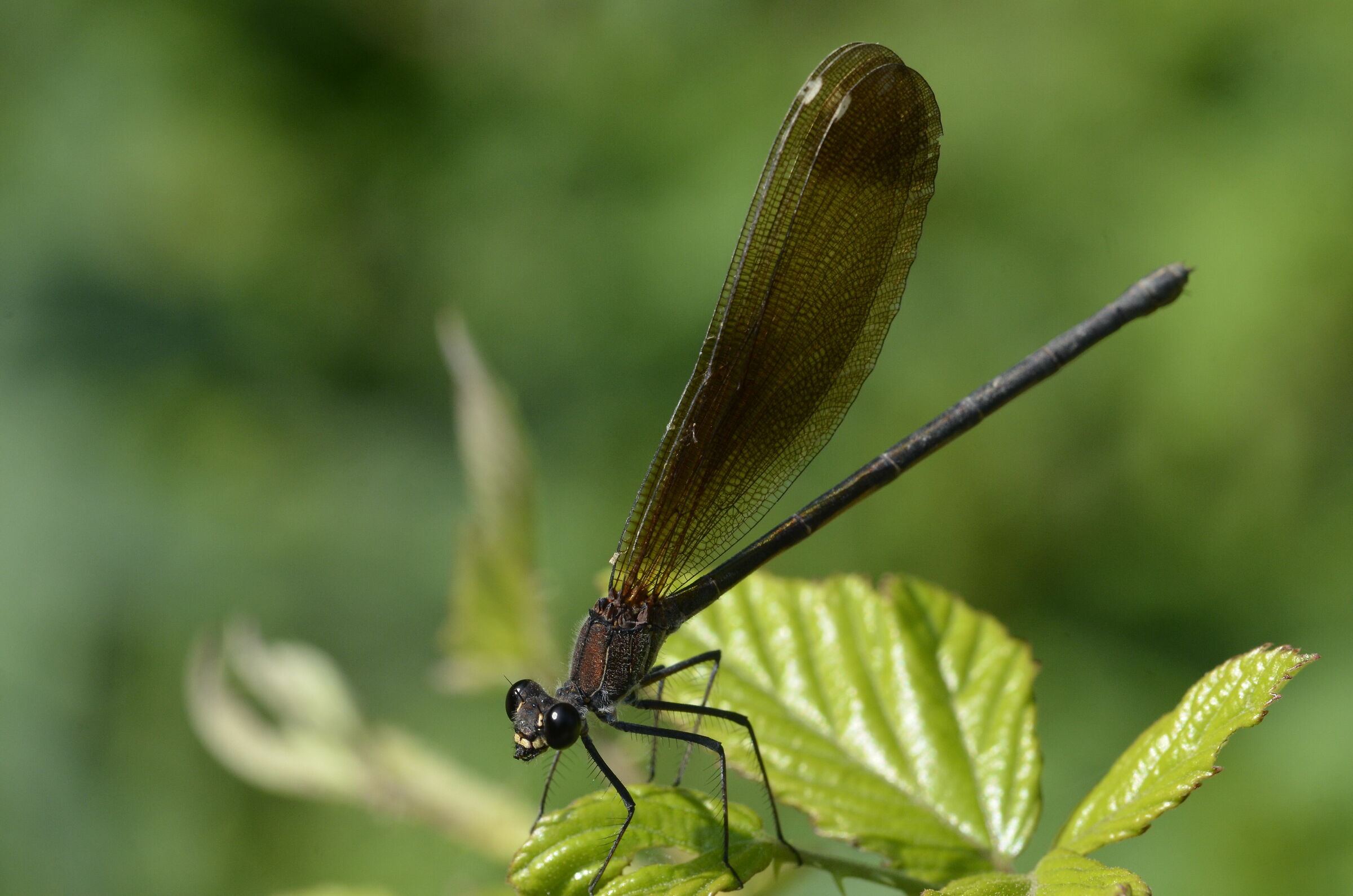 Libellula...