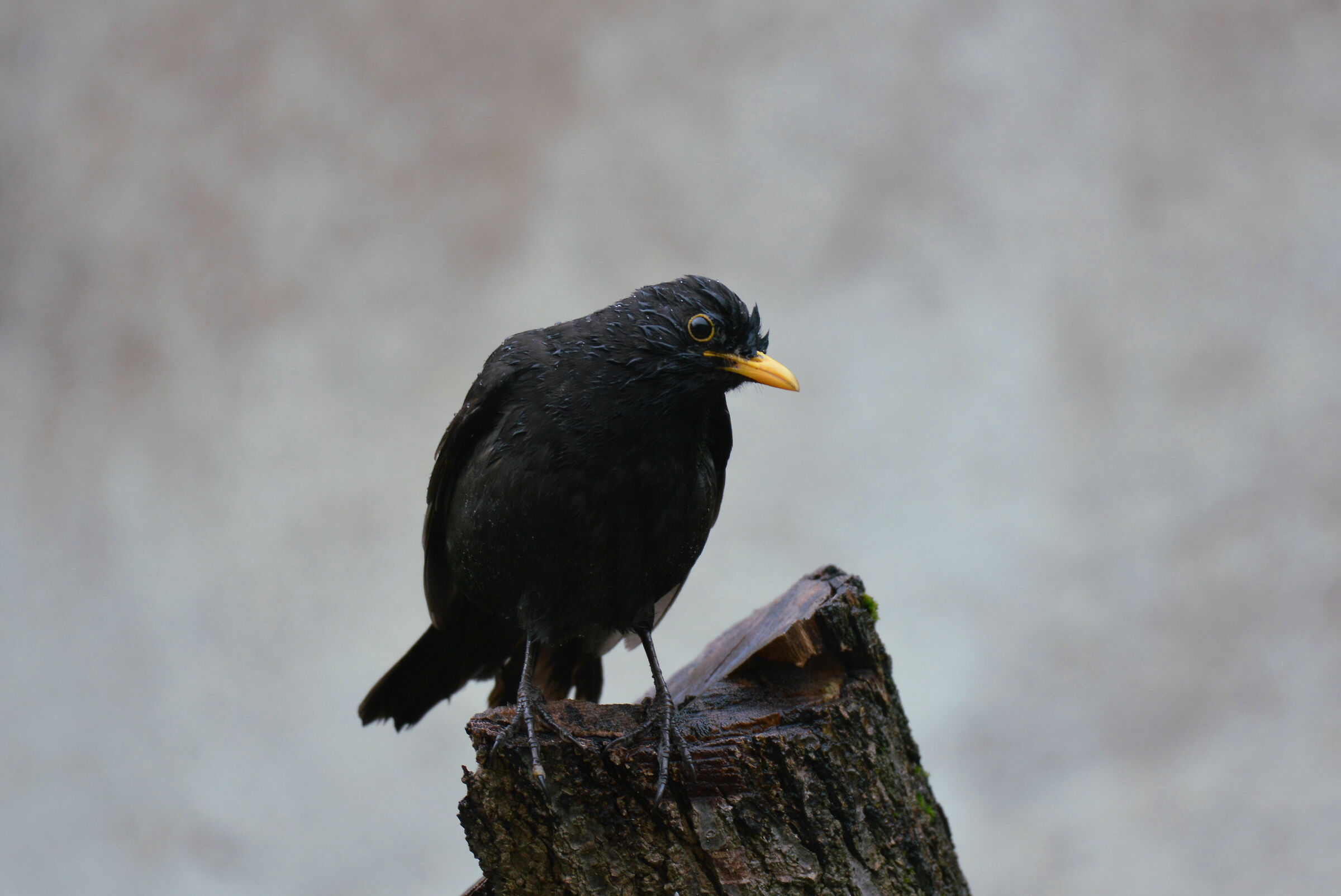 Blackbird wet by spring rain...