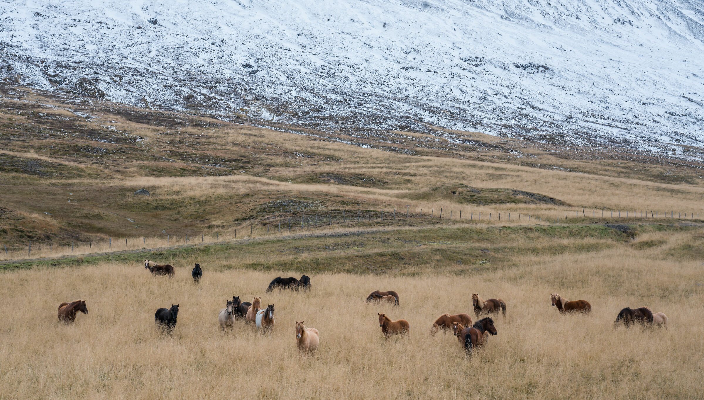 Icelandic horses...