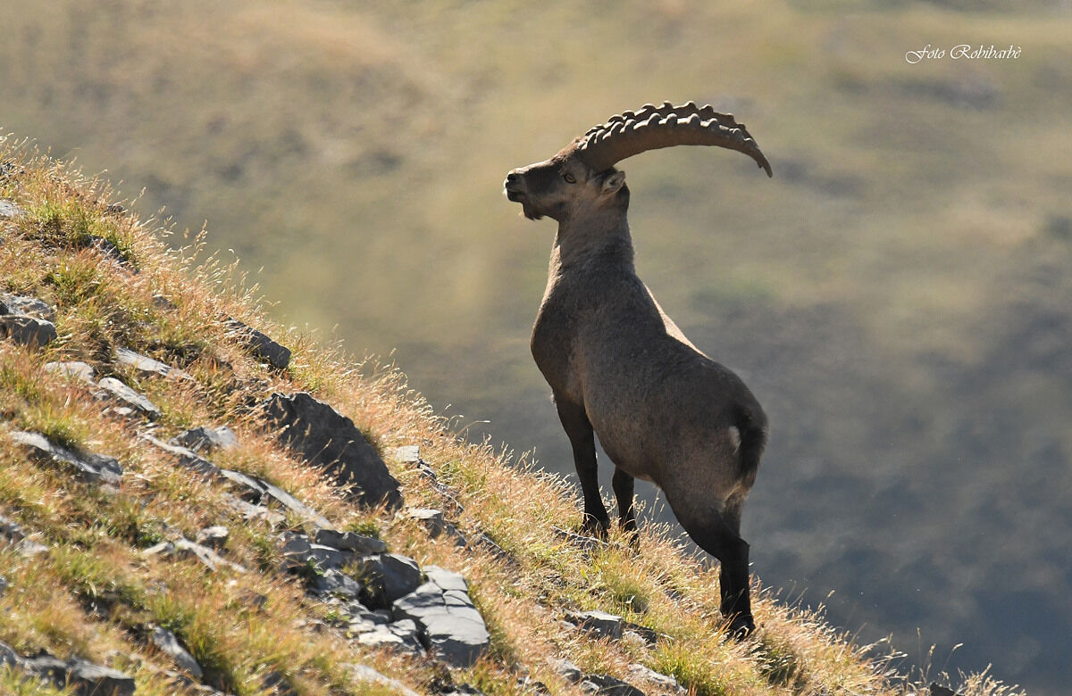 Ibex in the backlight......