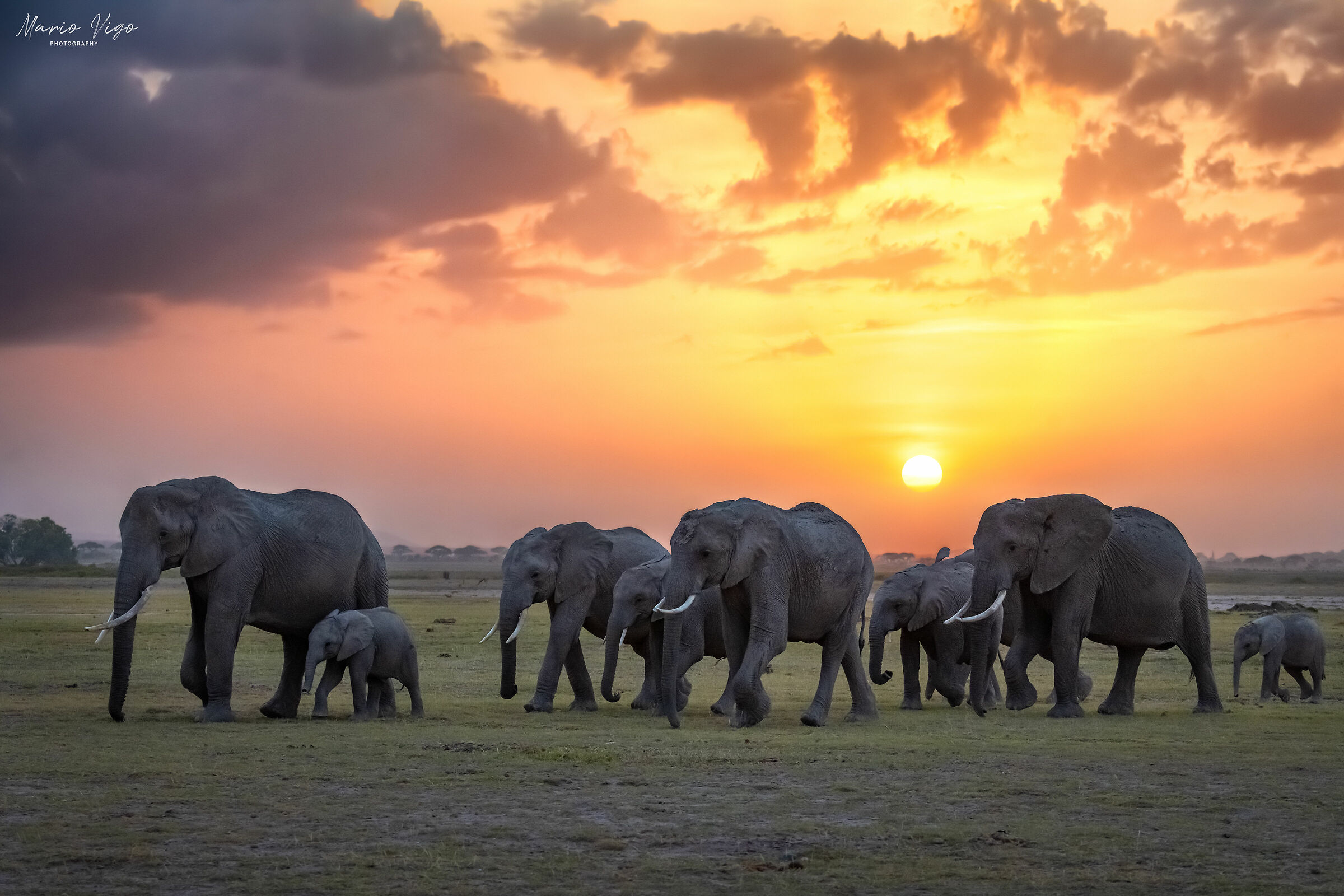 Elephants landscape...