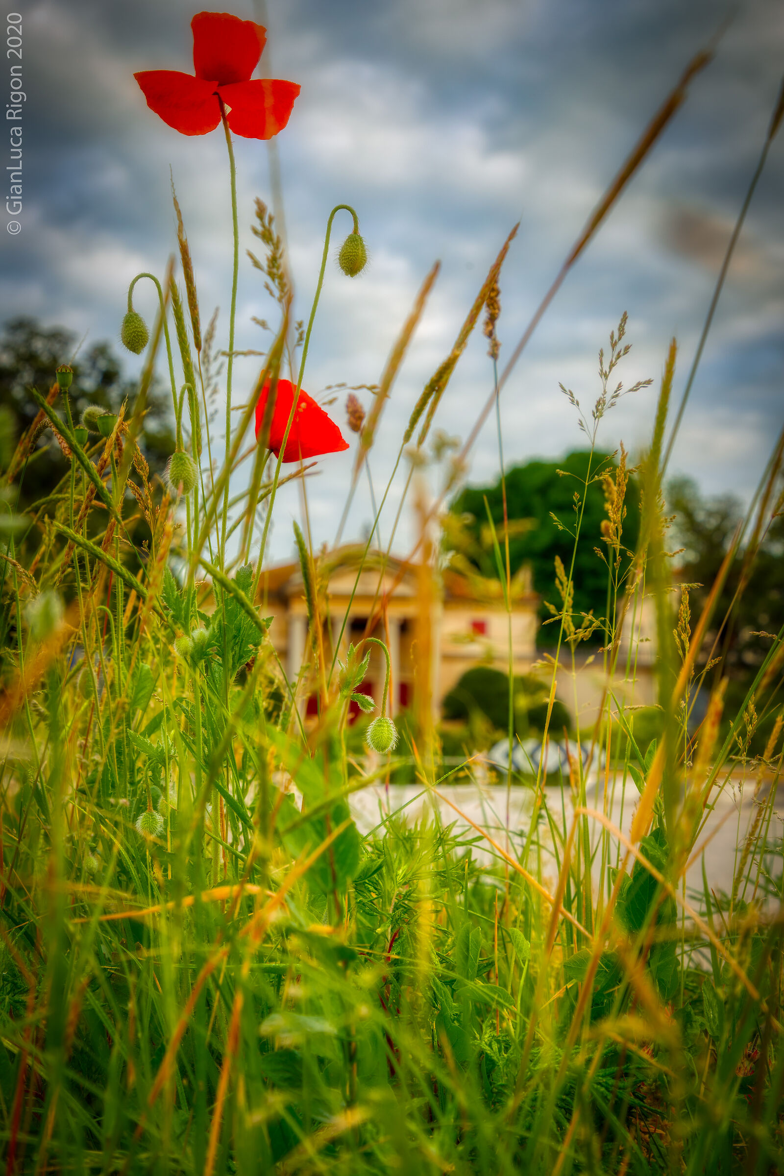 Poppies in villa...