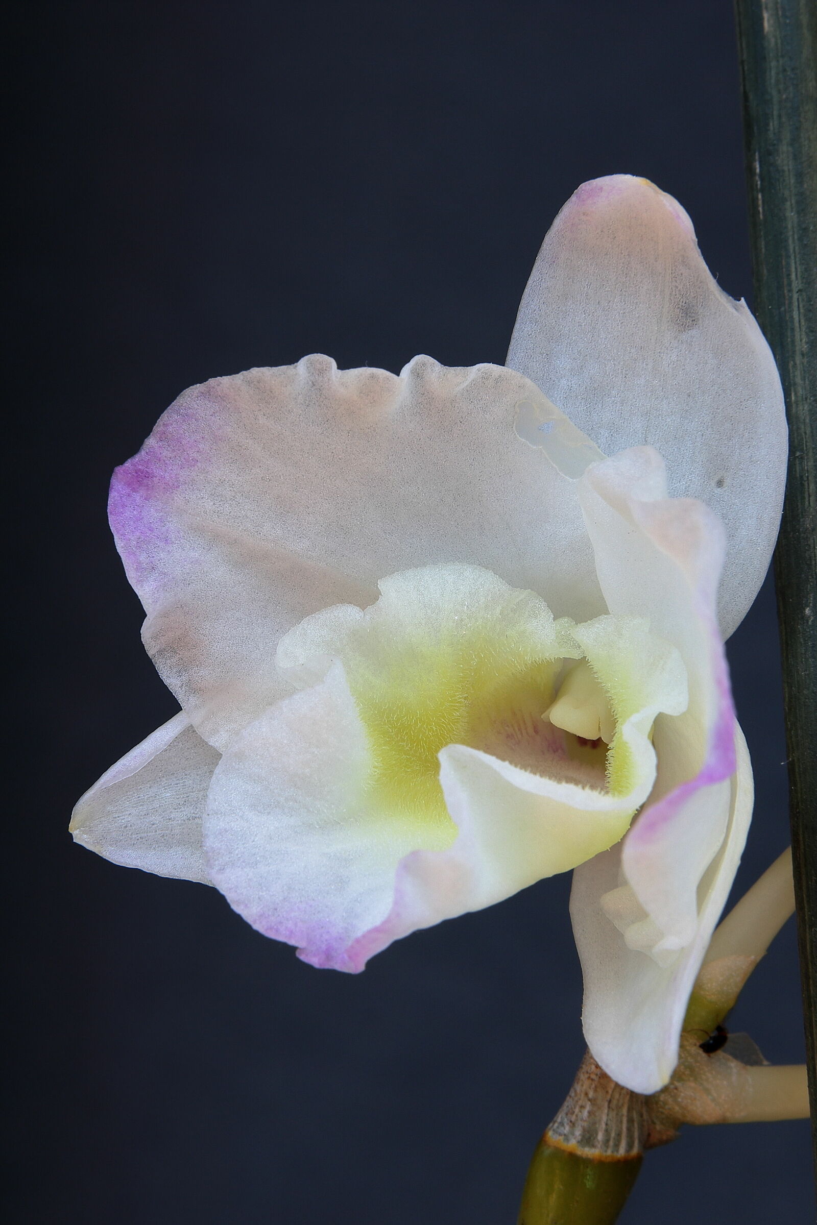 orchidea sul balcone...