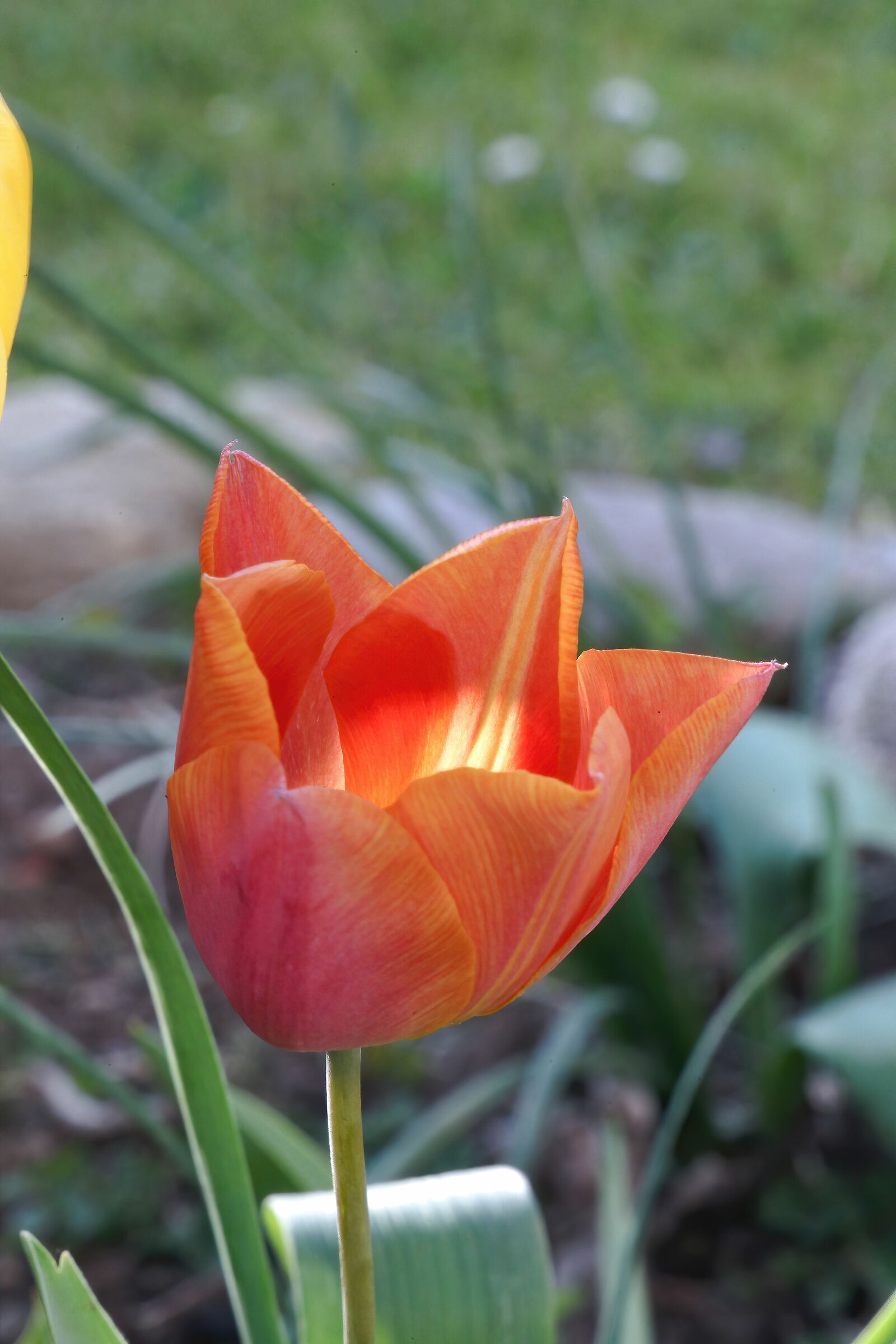 Tulip&Light...