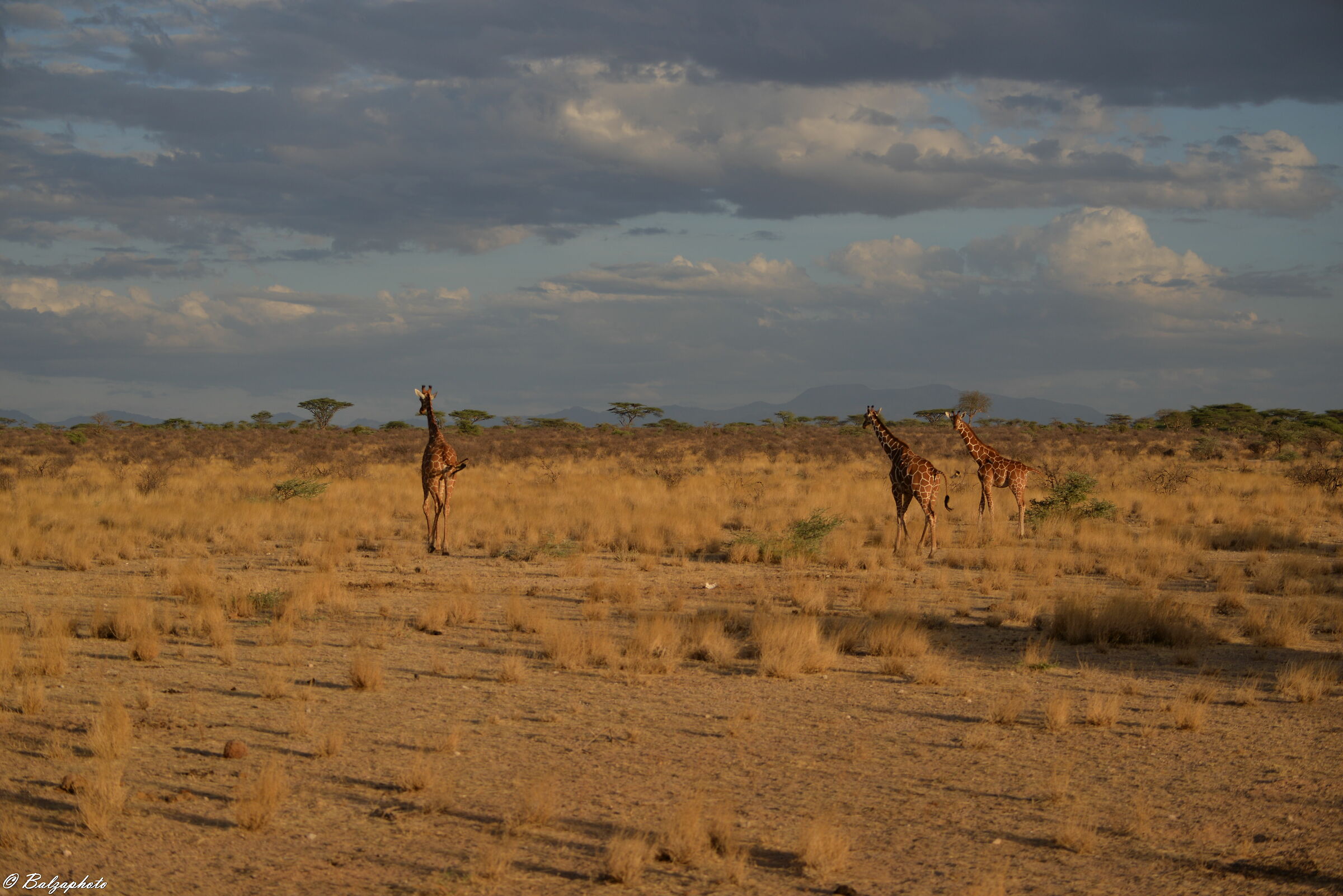 Giraffes in Samburu Kenya Park ...