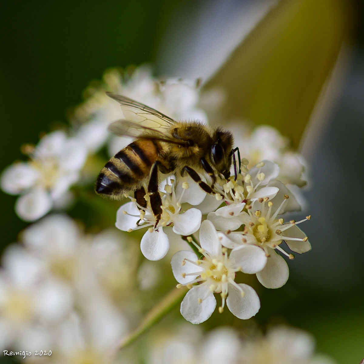 Photinia and the Bee...