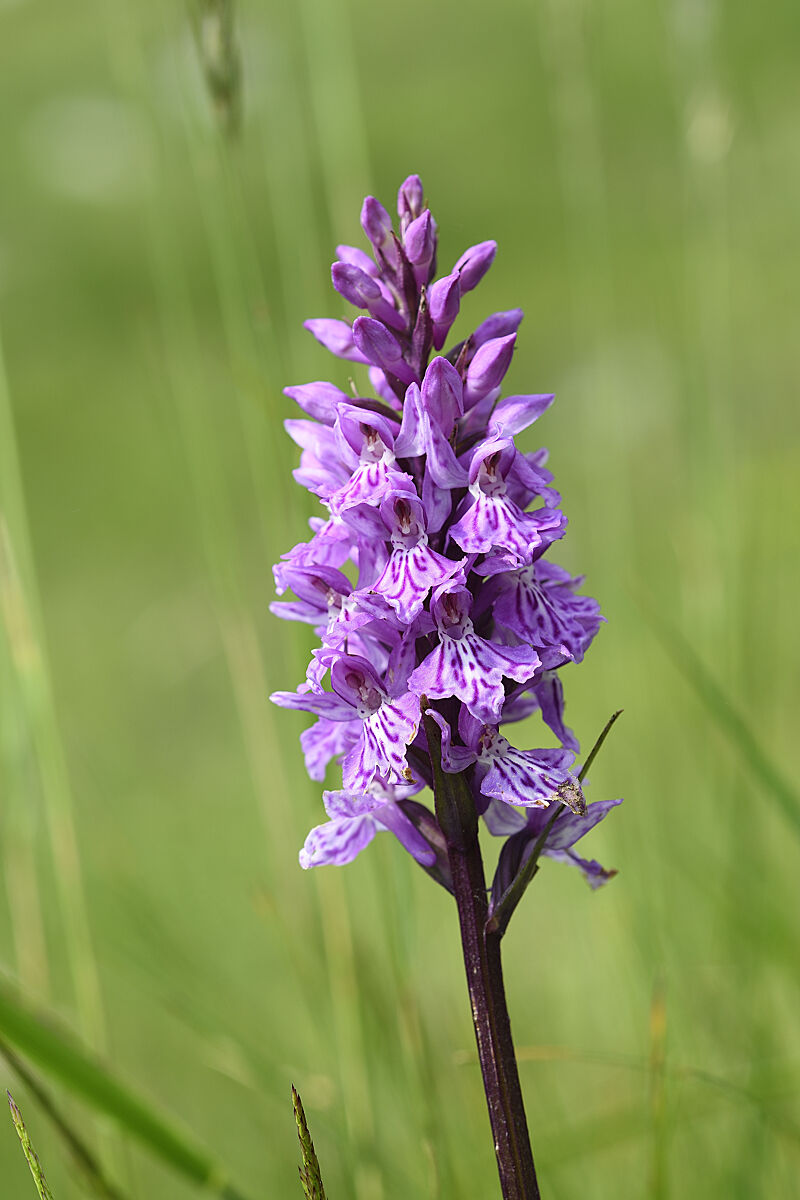 Spotted orchid...
