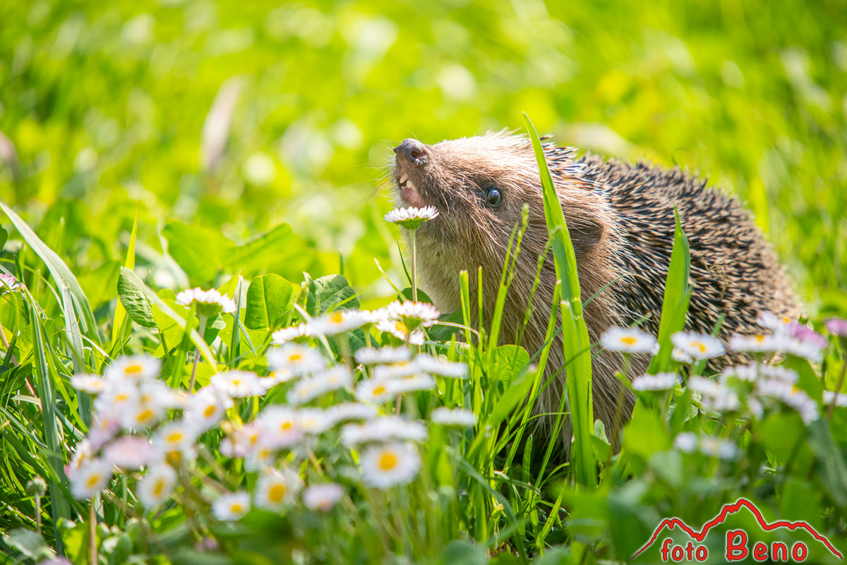 A hedgehog among the daisies...