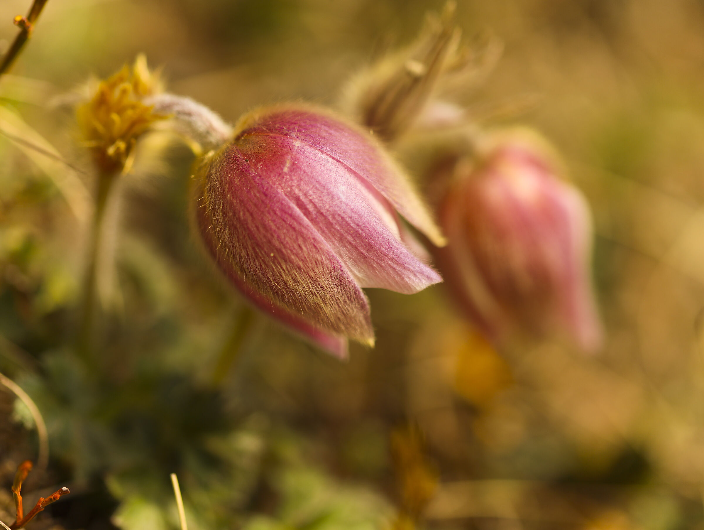 Spring anemone...