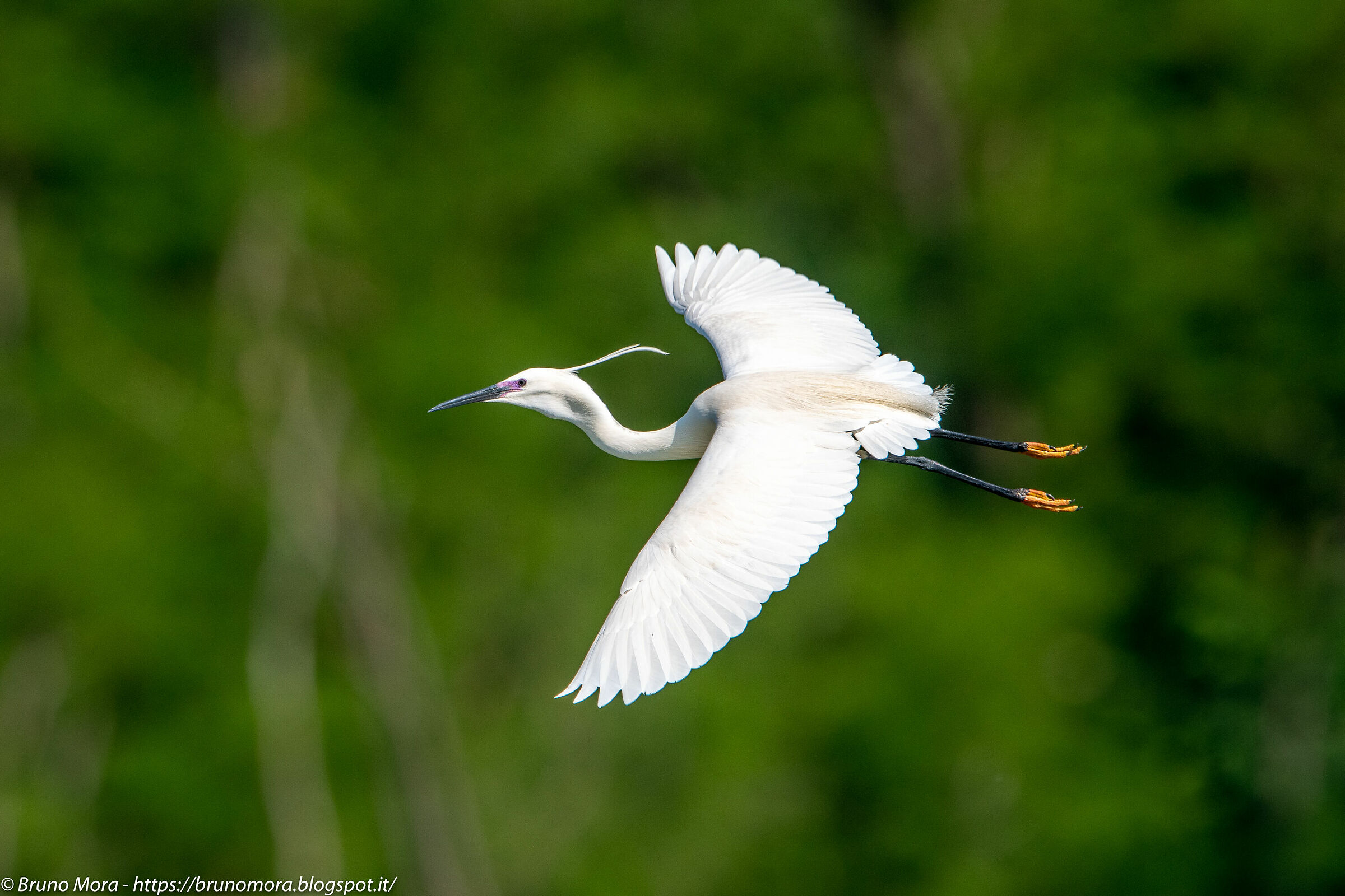 Egrets flight...