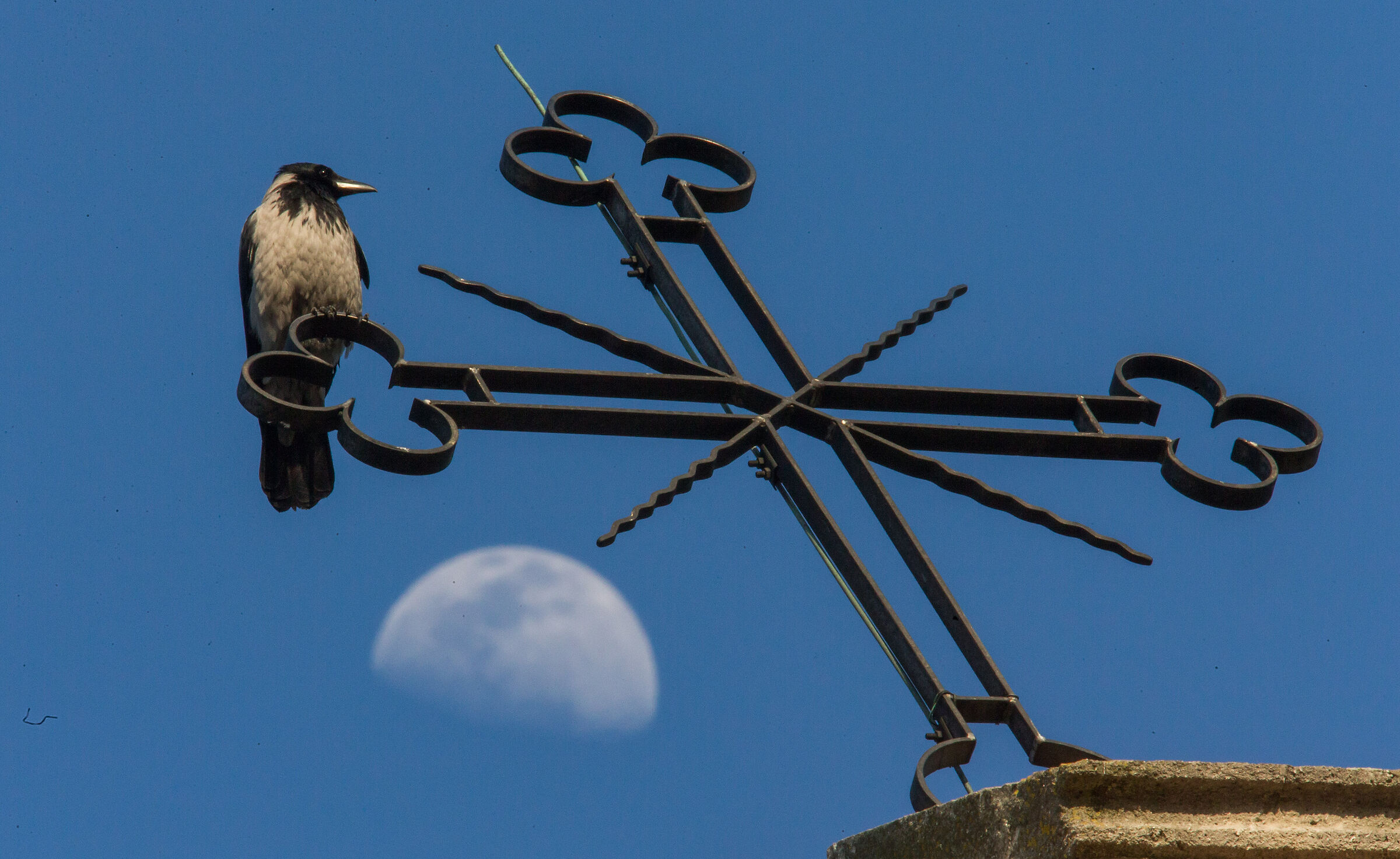 Gray crow, cross, moon...