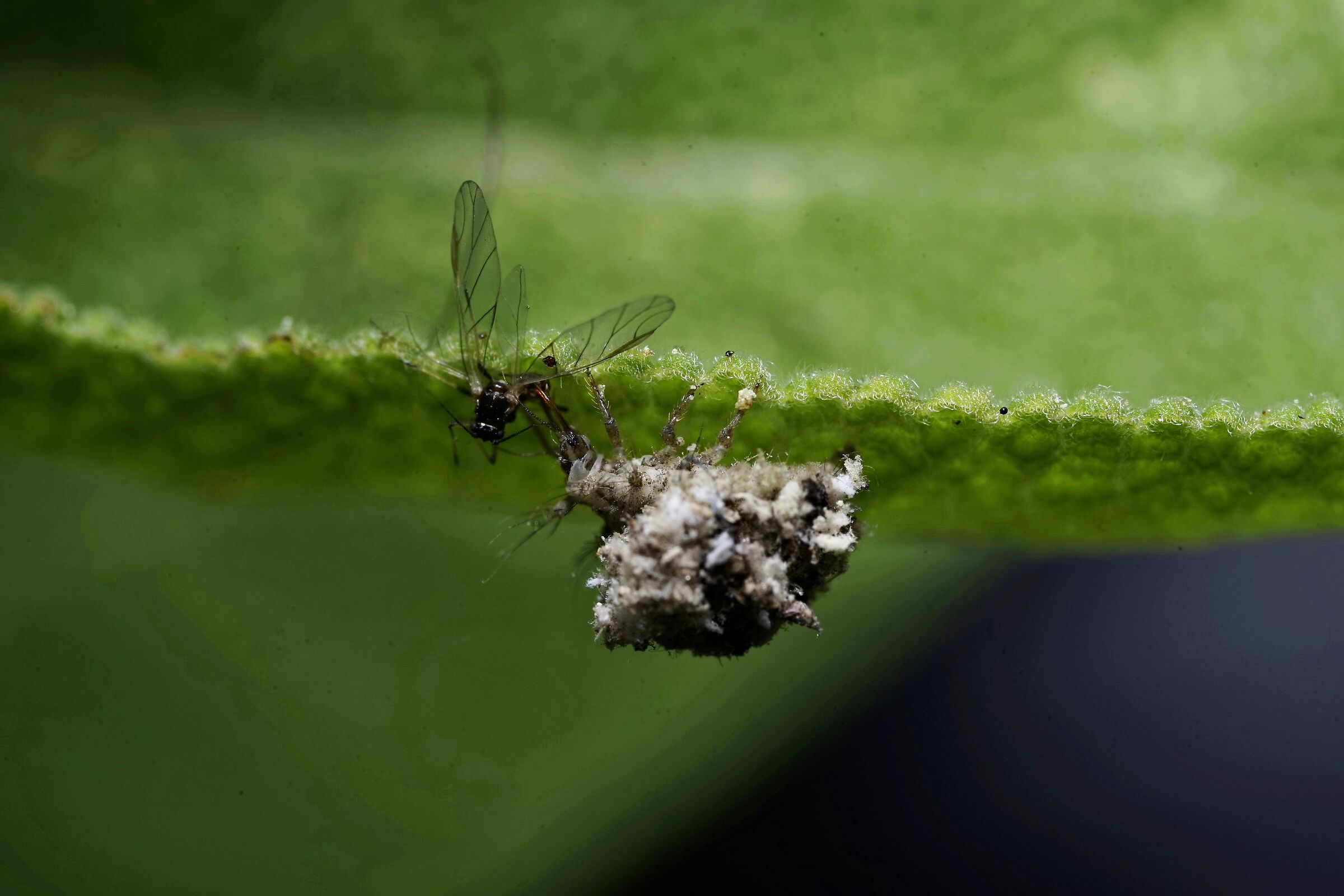 A larva of Cryptolaemus montrouzieri preys on an aphid...