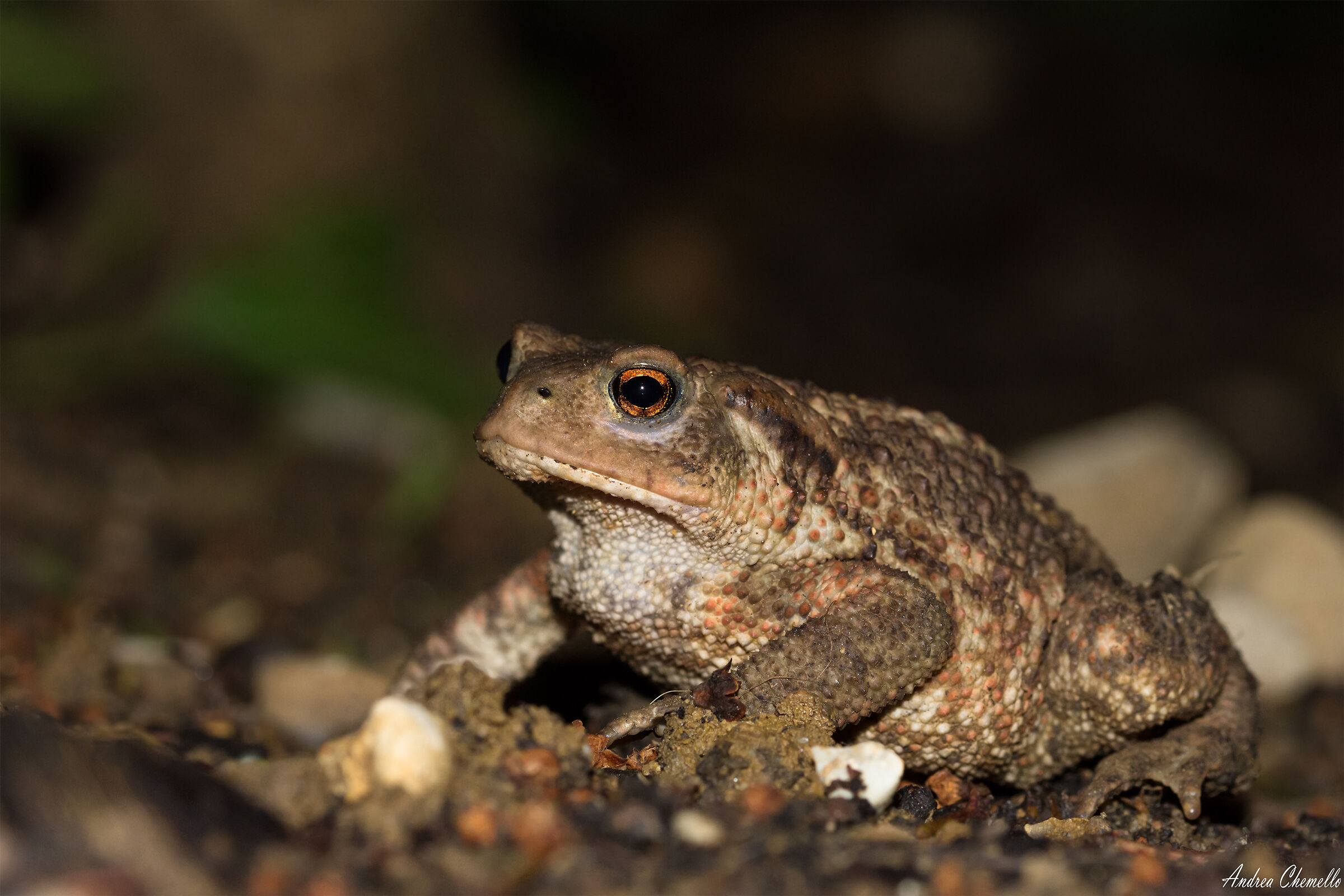Common Toad (Bufo Bufo)...