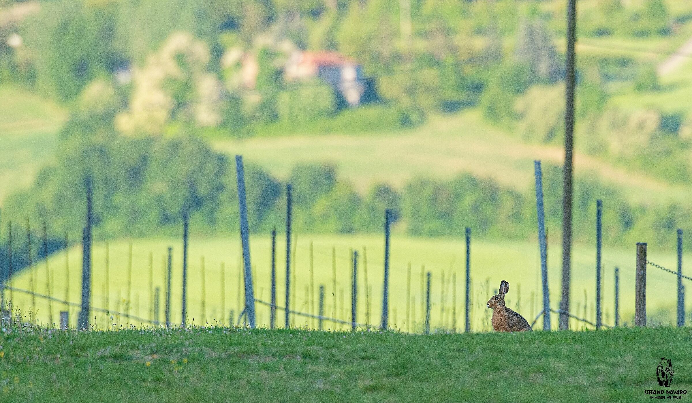 Hare in the vineyard...