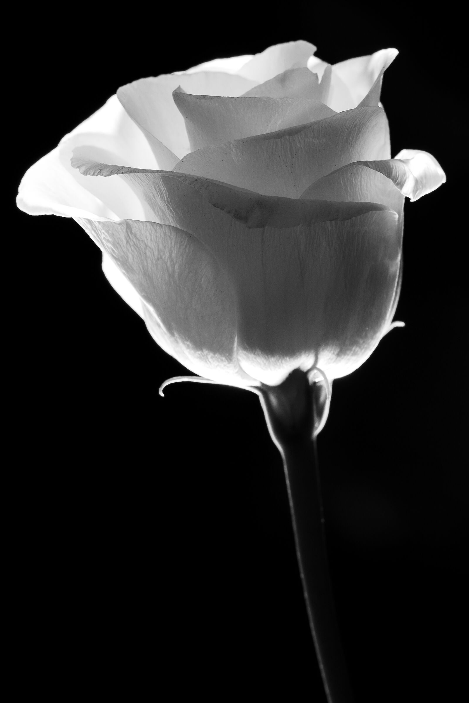 A white rose...