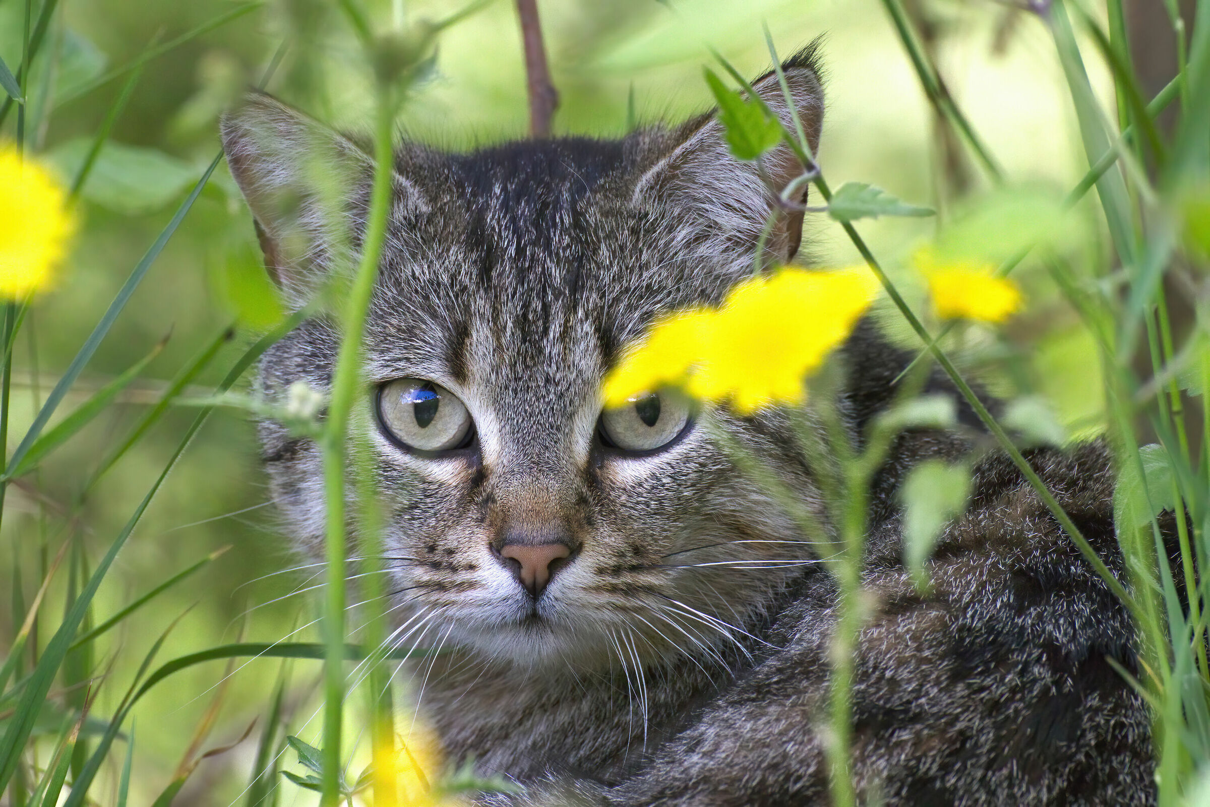 hidden among the grass...