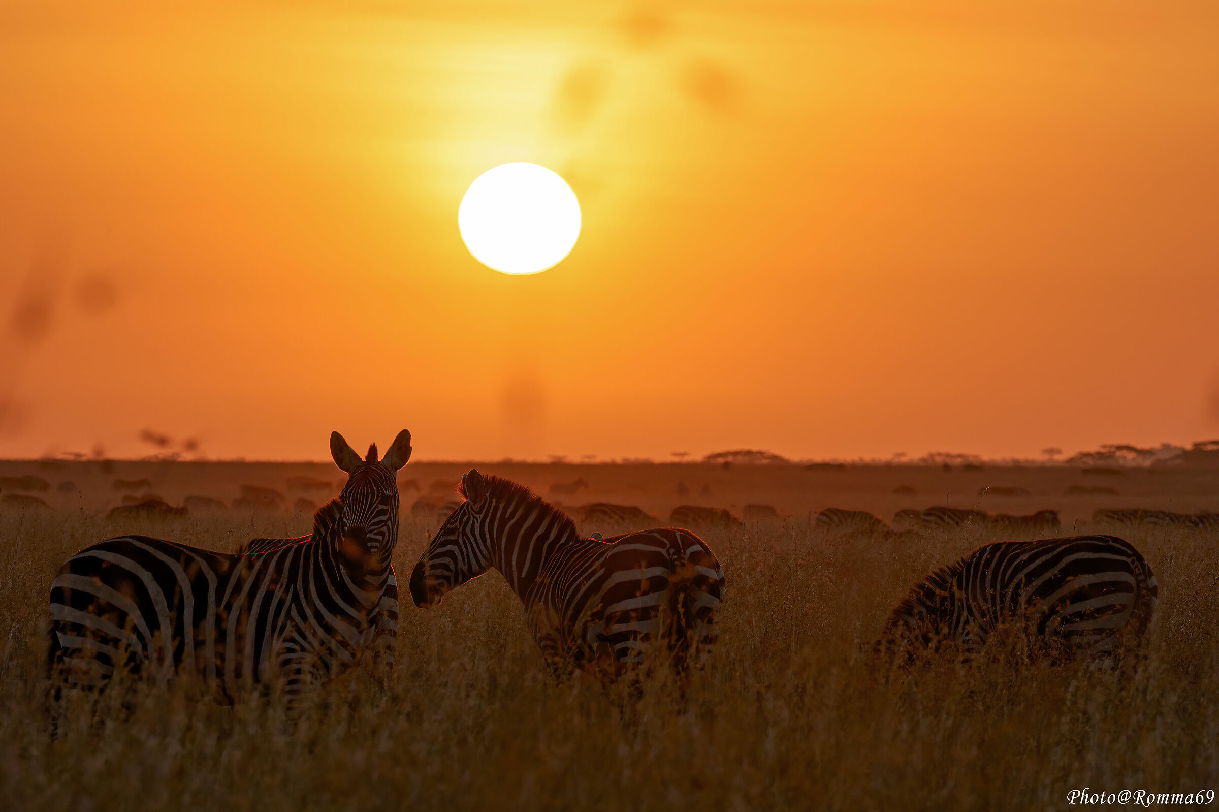 Sunrise in the Serengeti...