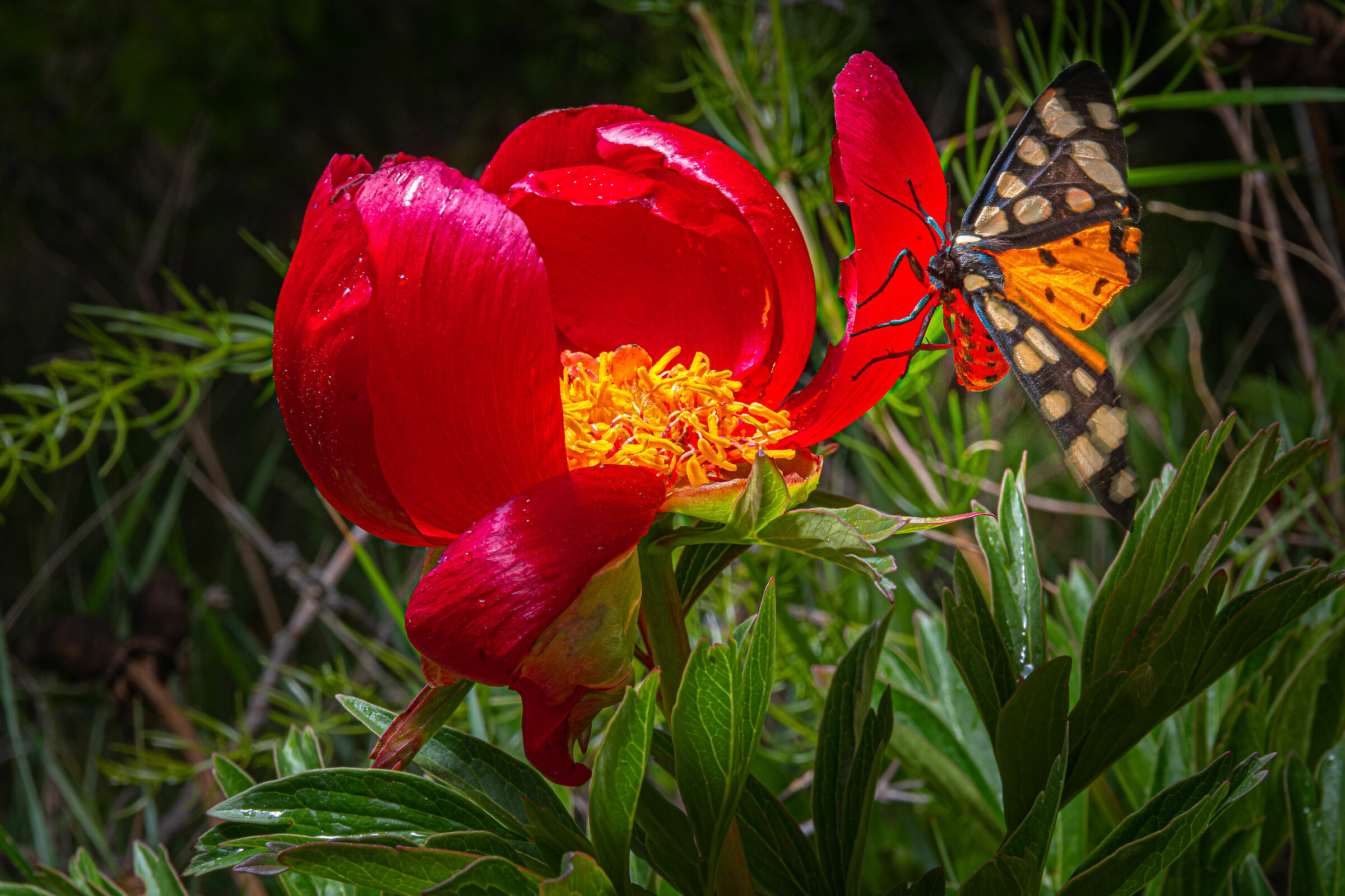 peony and butterfly...