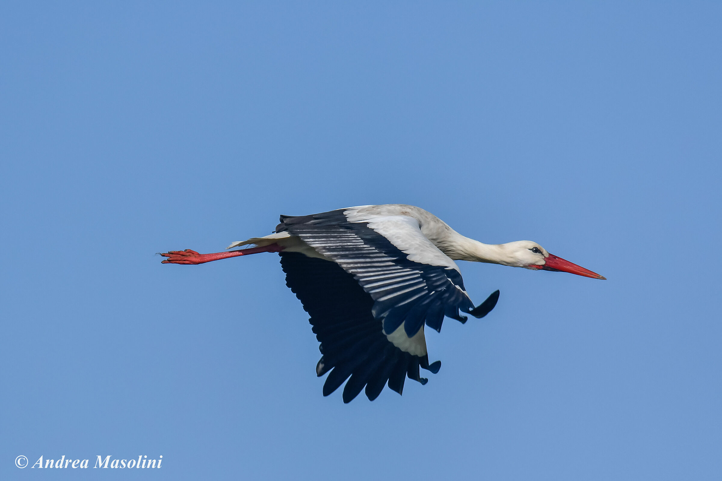 Stork...