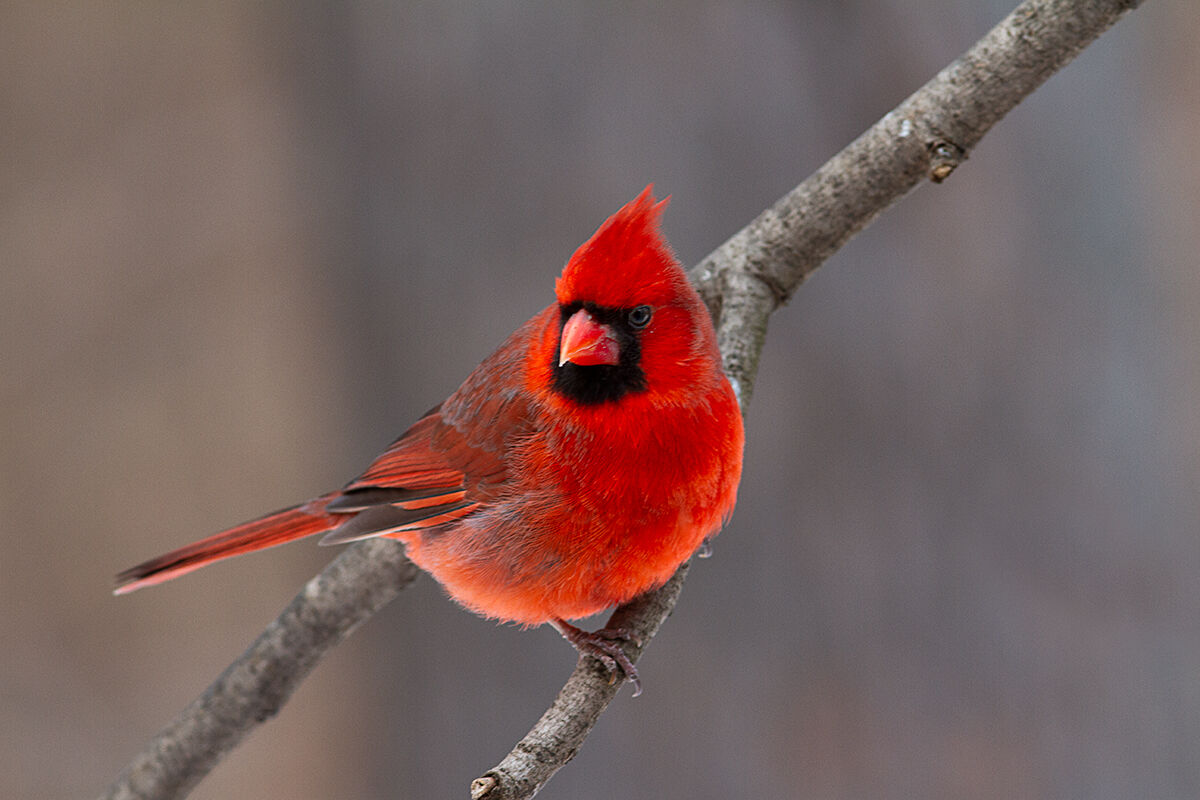 Male Northern Cardinal...