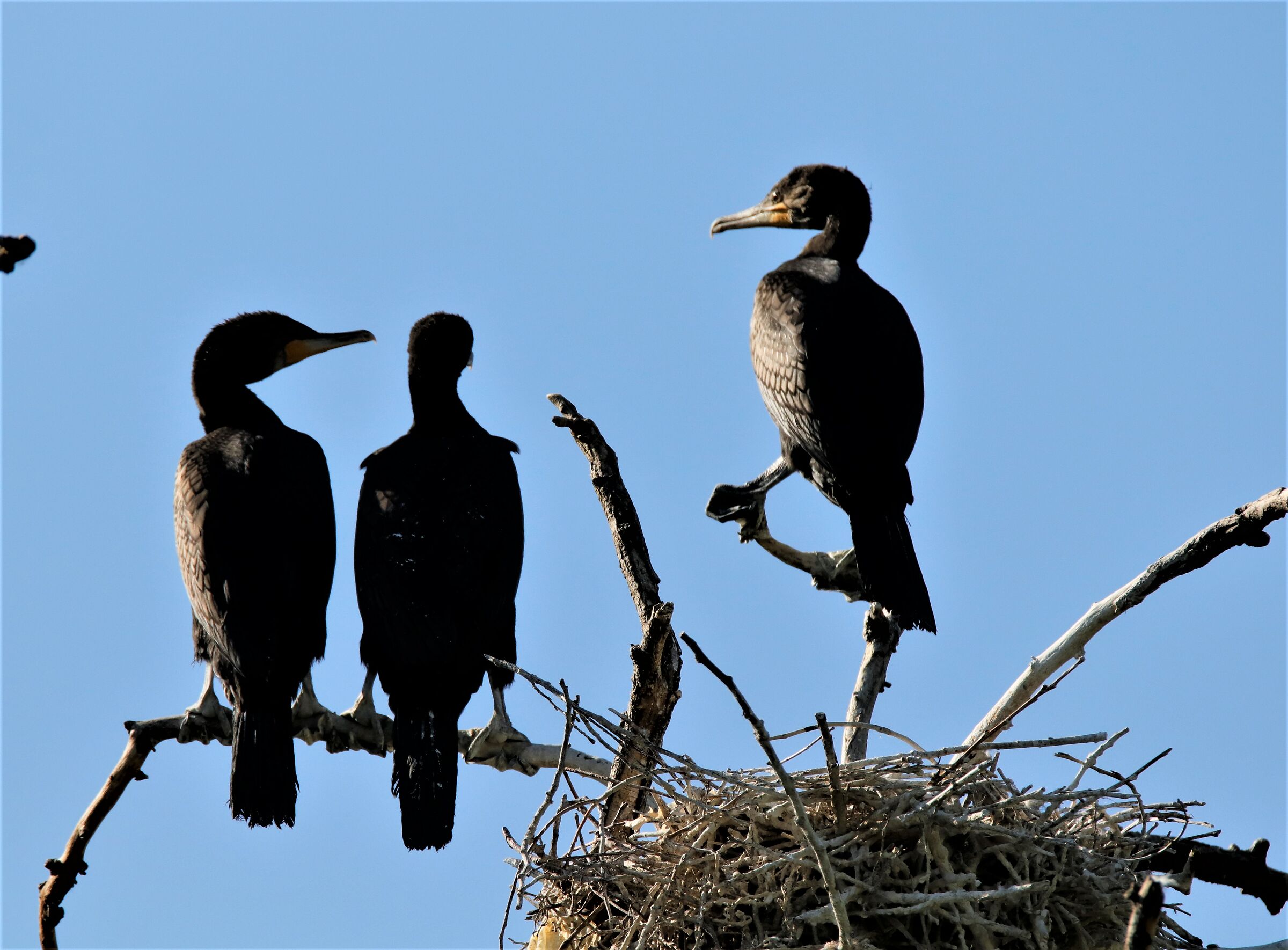 new generation of cormorants...