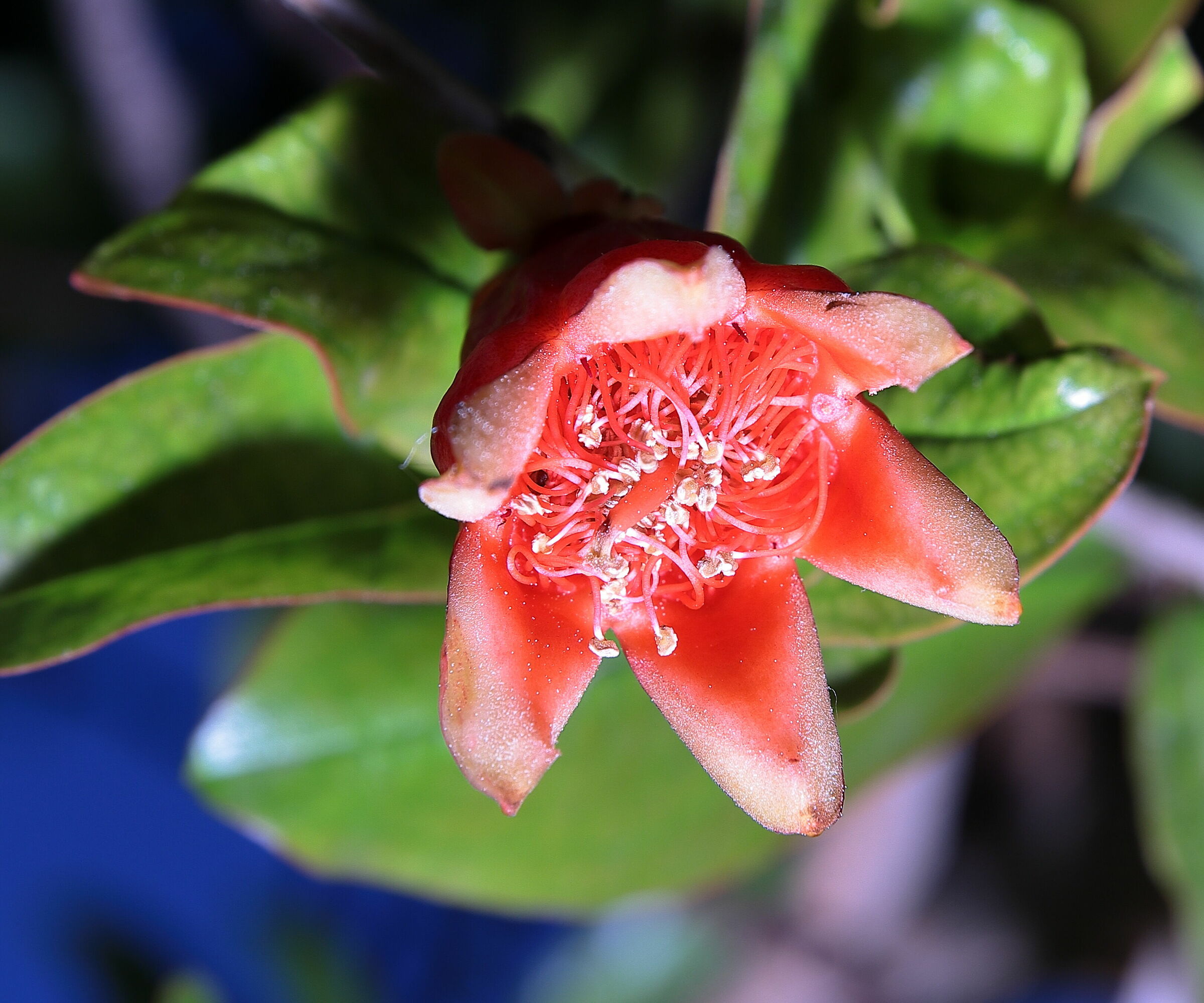 pomegranate flower...