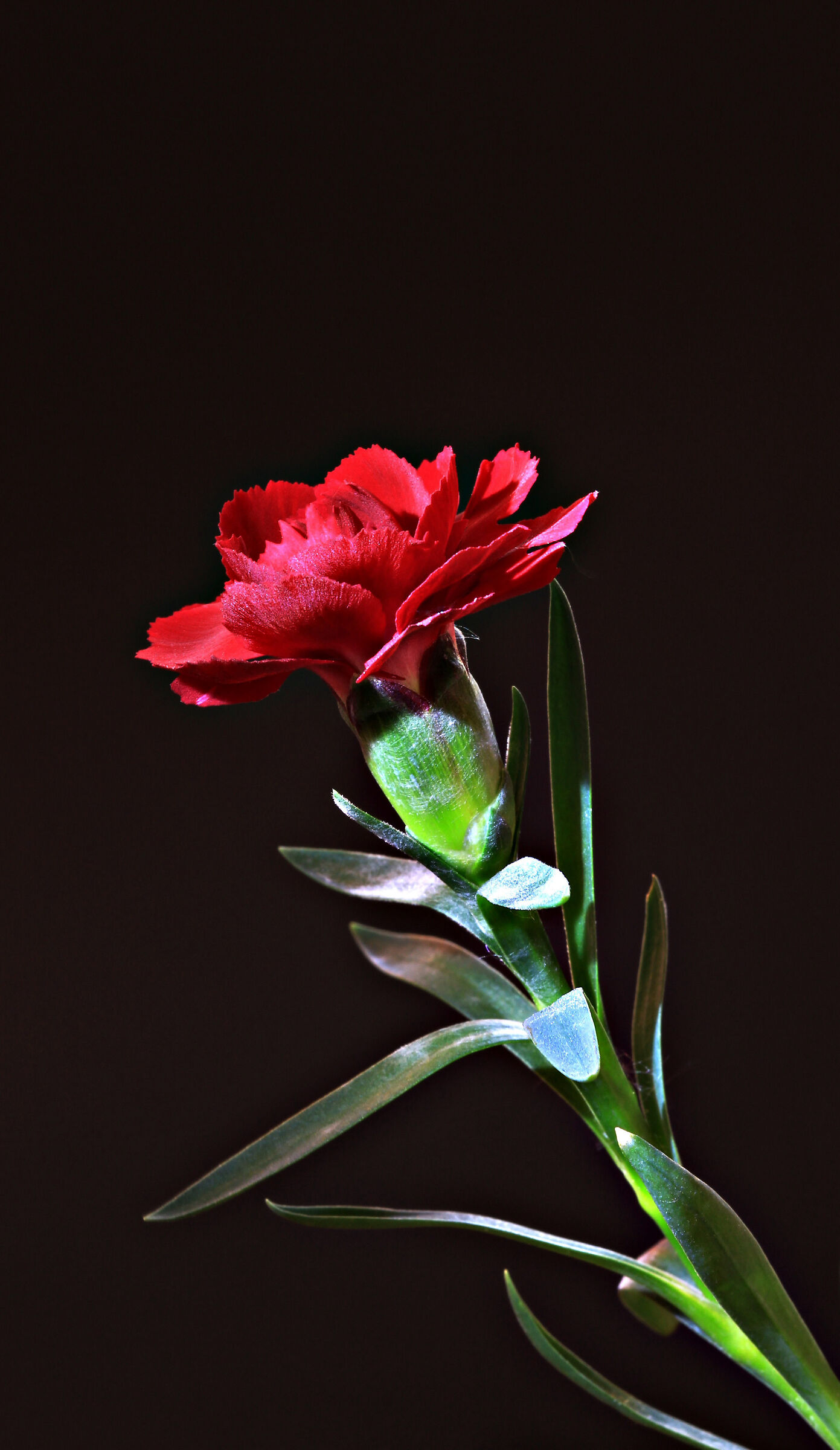 Dianthus rosso...