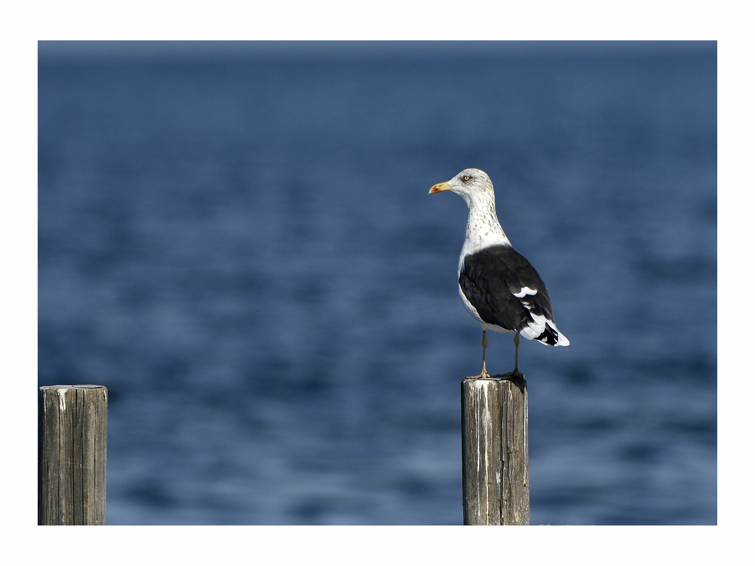 Royal Seagull...