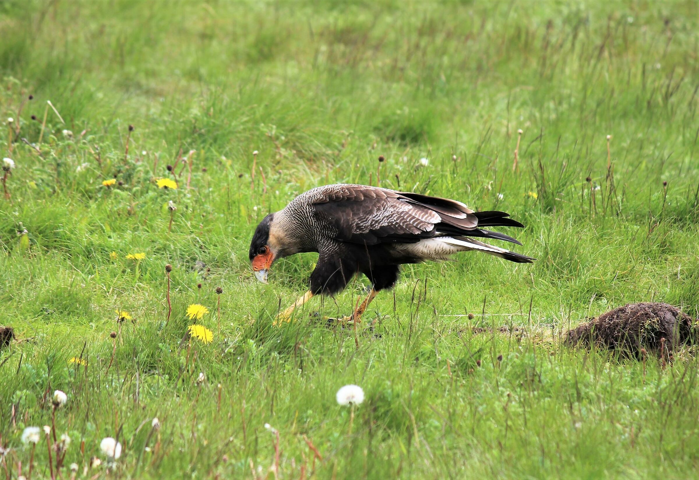 those who search find. South Caracara...