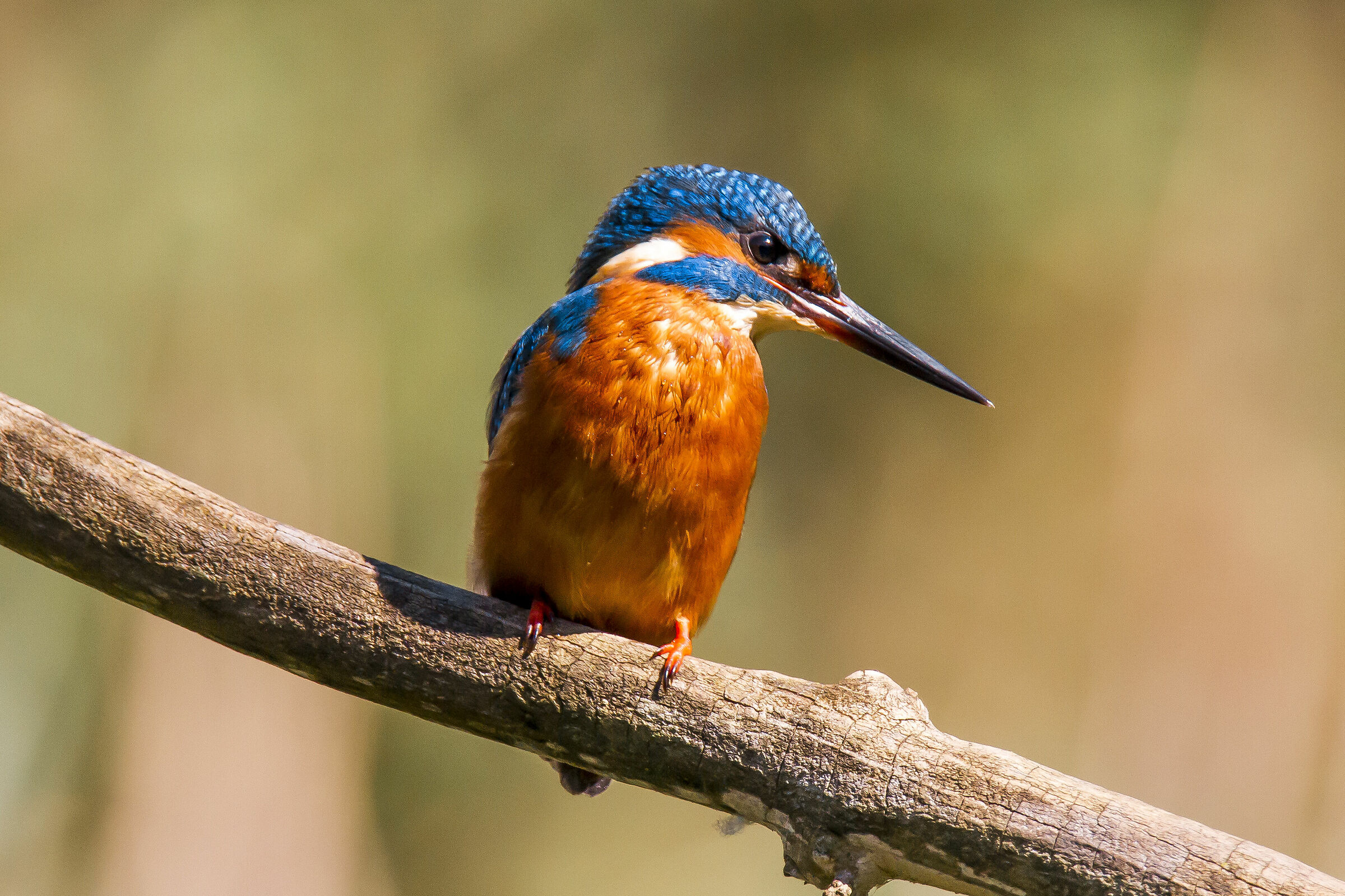 Kingfisher...
