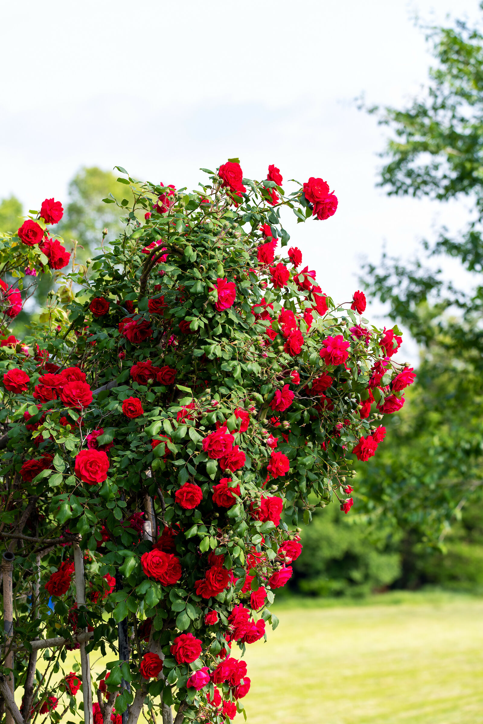 Red Roses, in the heart of the countryside......