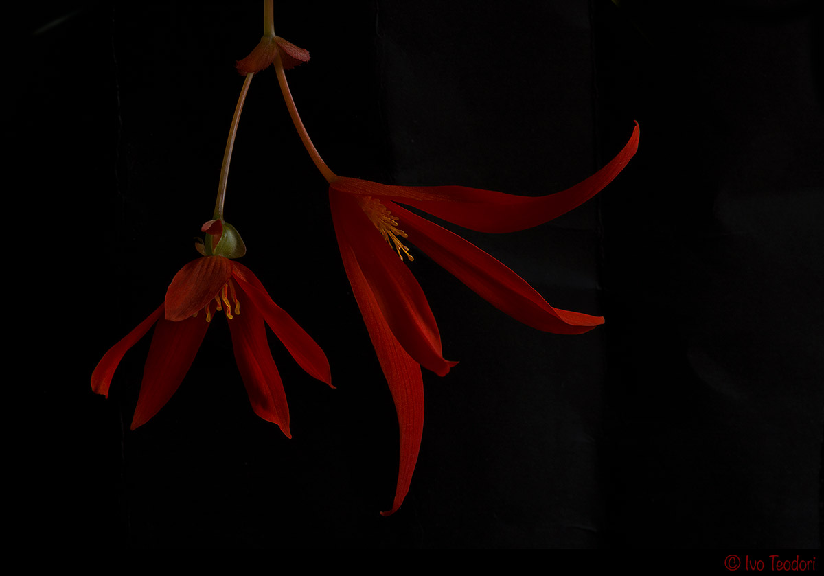 Begonia pendula....