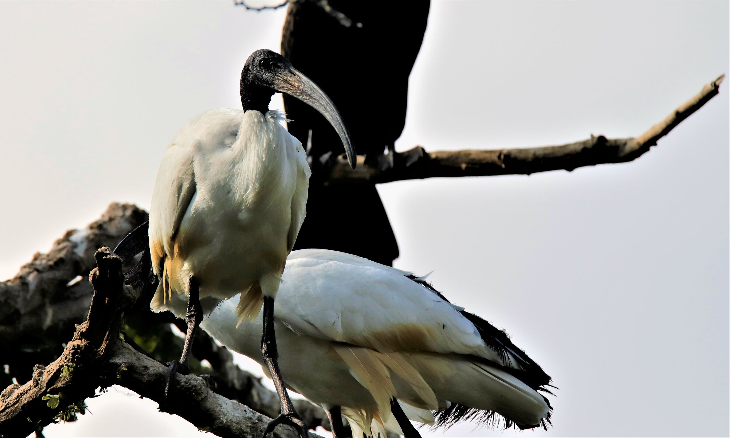 ibis  vecchio nasone!...