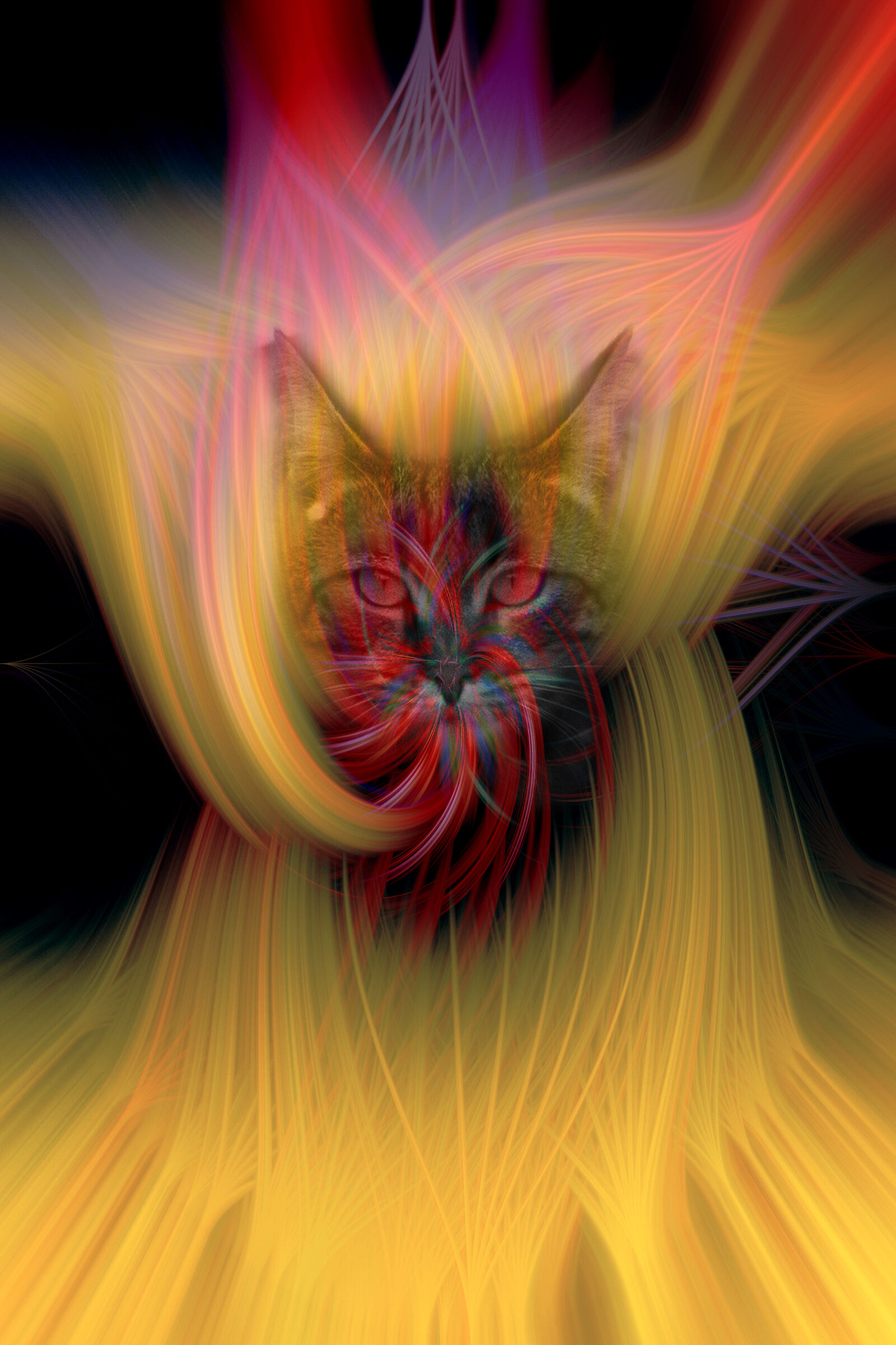 Twirl cat...
