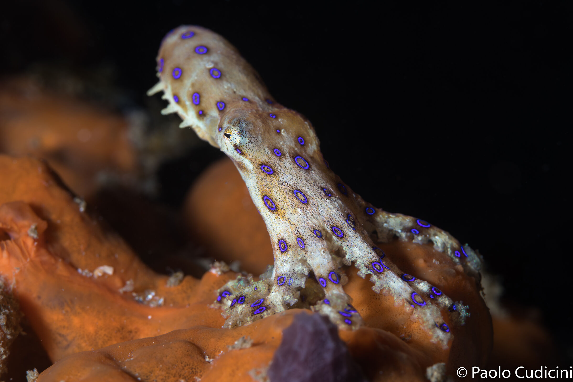 Blue ringed. Hapalochlaena lunulata. Lembeh. Indonesia...