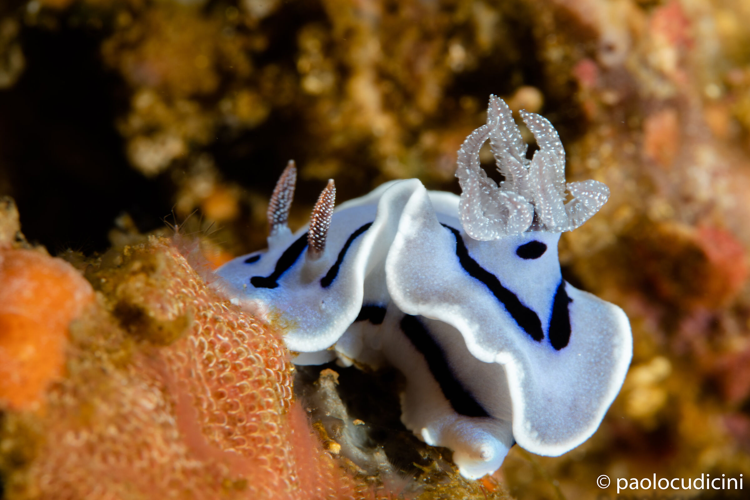 Chromodoris rudeni. Bunaken N.P....