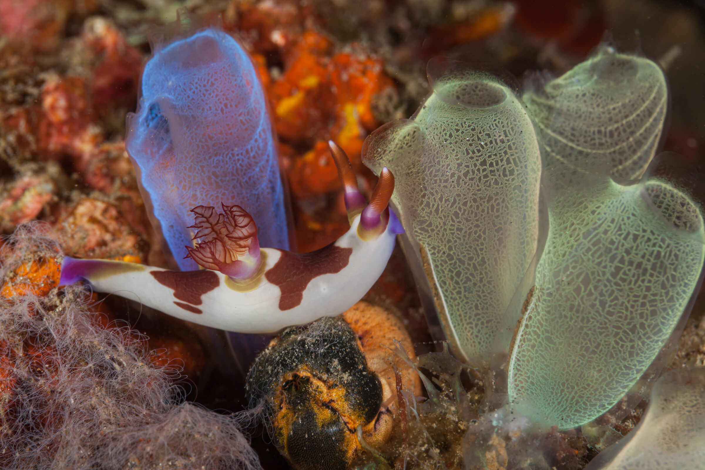 Nembrotha Chamberlaini. Lembeh...