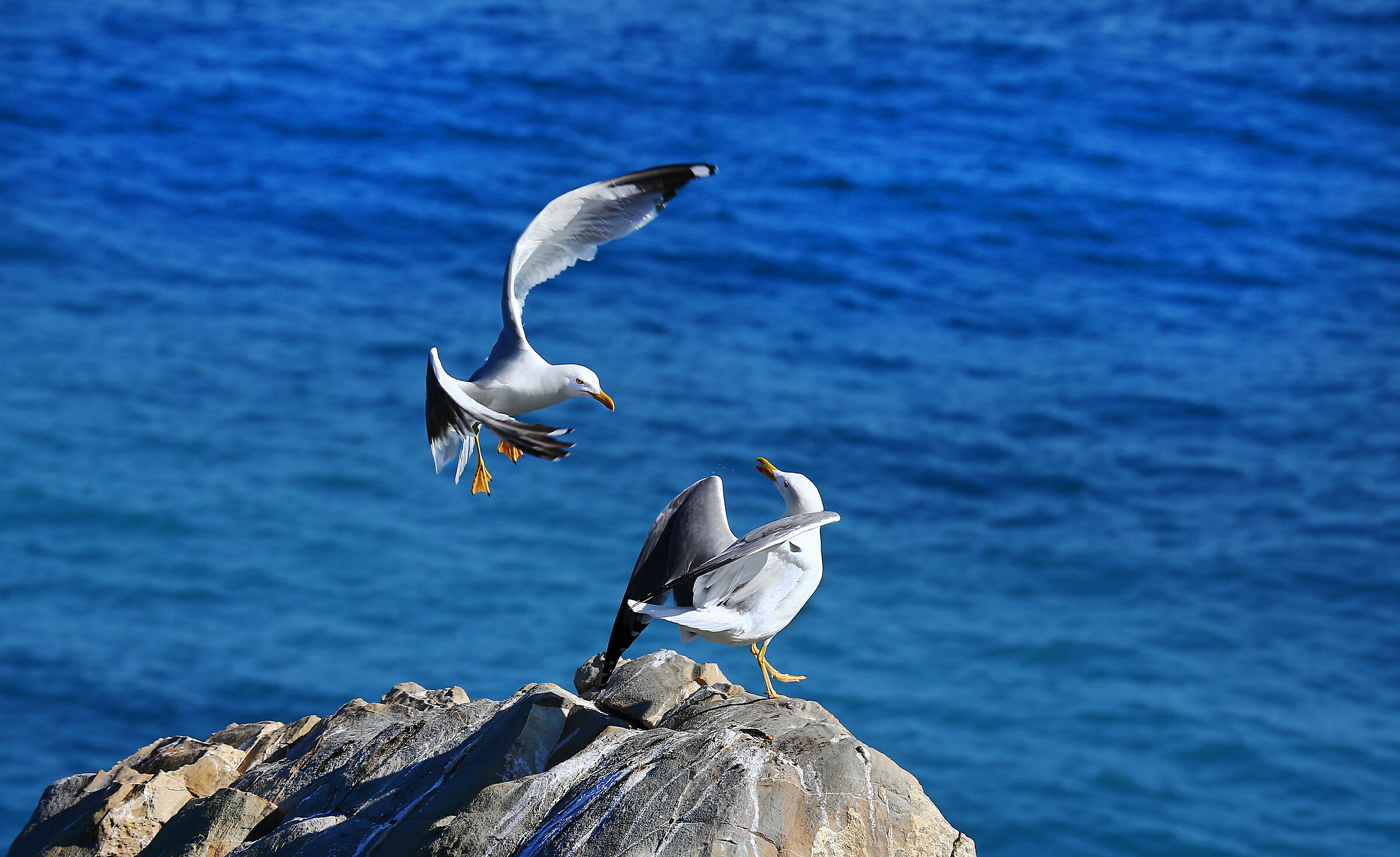 Royal Seagulls ...